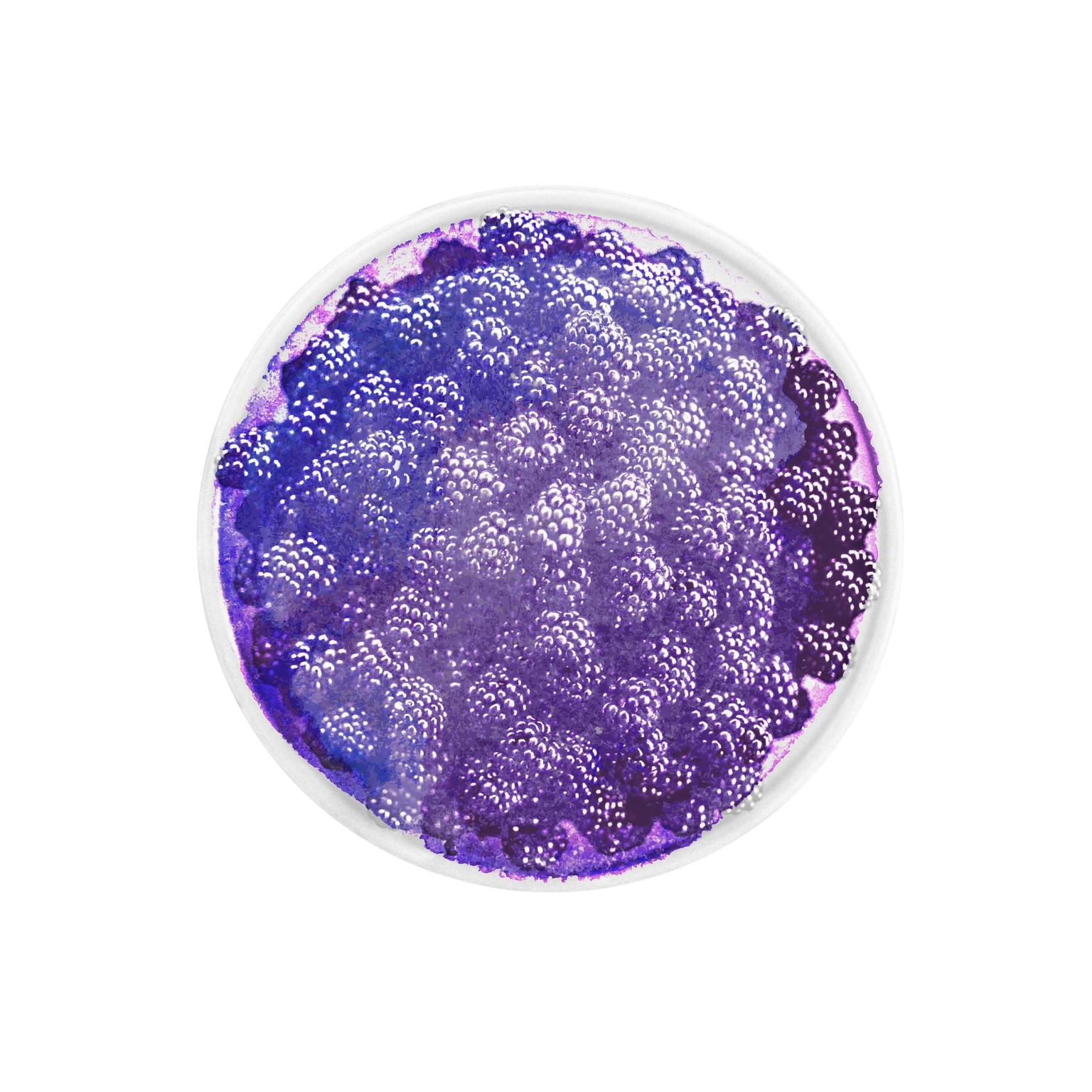 Blackberries - image 1 - student project