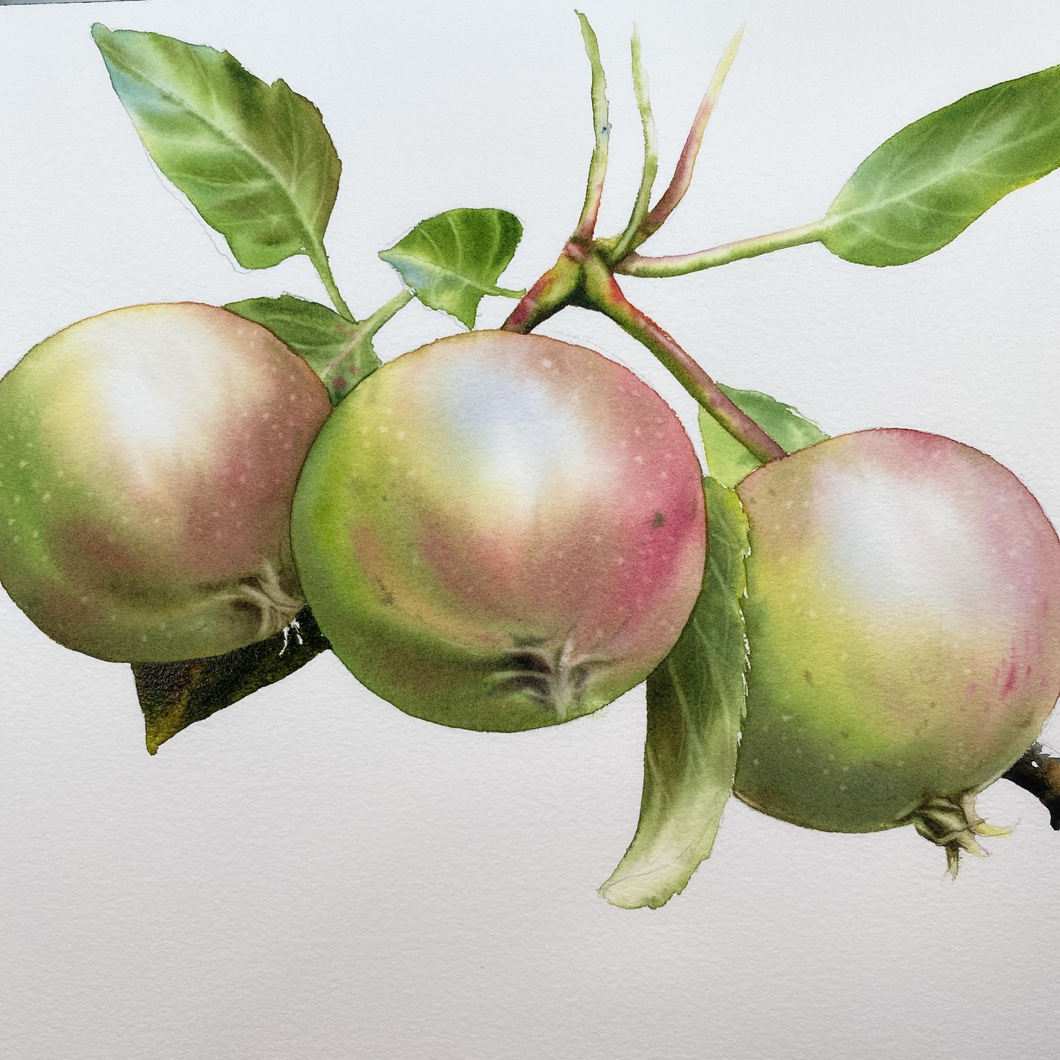 Apples in watercolor by Maria Raczynska - image 2 - student project