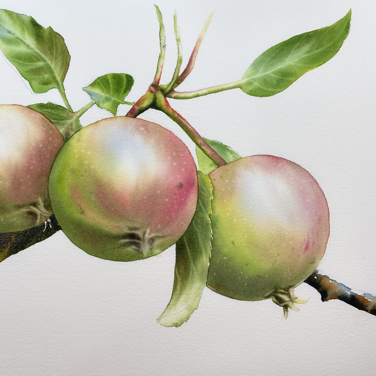 Apples in watercolor by Maria Raczynska - image 3 - student project
