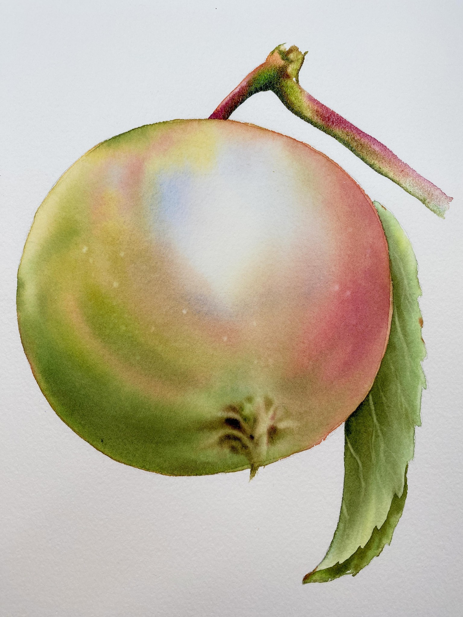 Apples in watercolor by Maria Raczynska - image 1 - student project
