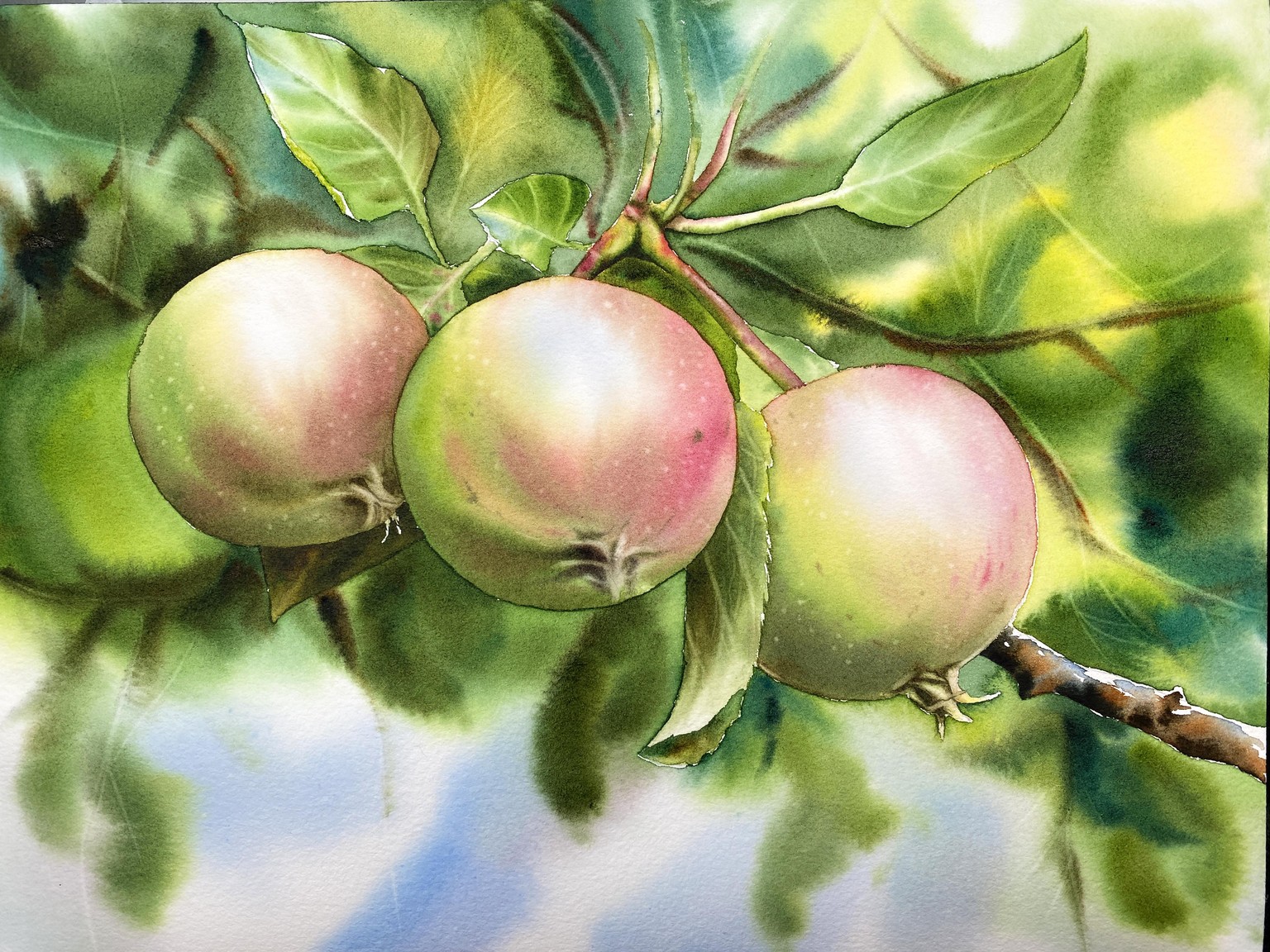 Apples in watercolor by Maria Raczynska - image 6 - student project