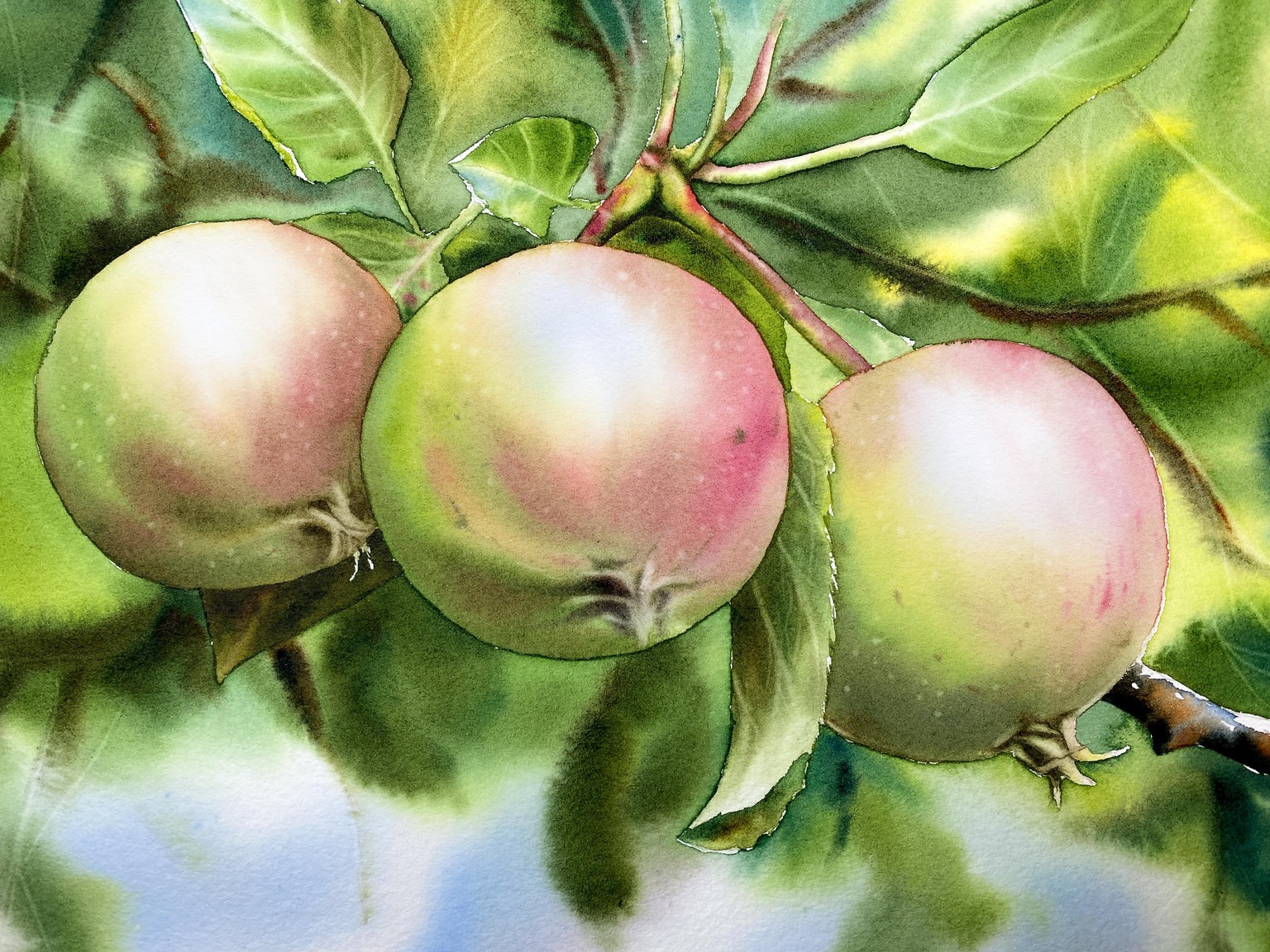 Apples in watercolor by Maria Raczynska - image 4 - student project