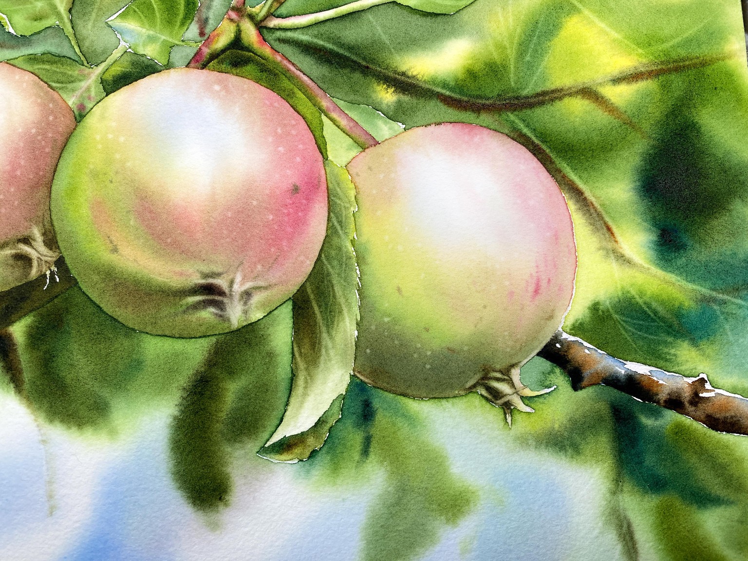 Apples in watercolor by Maria Raczynska - image 5 - student project