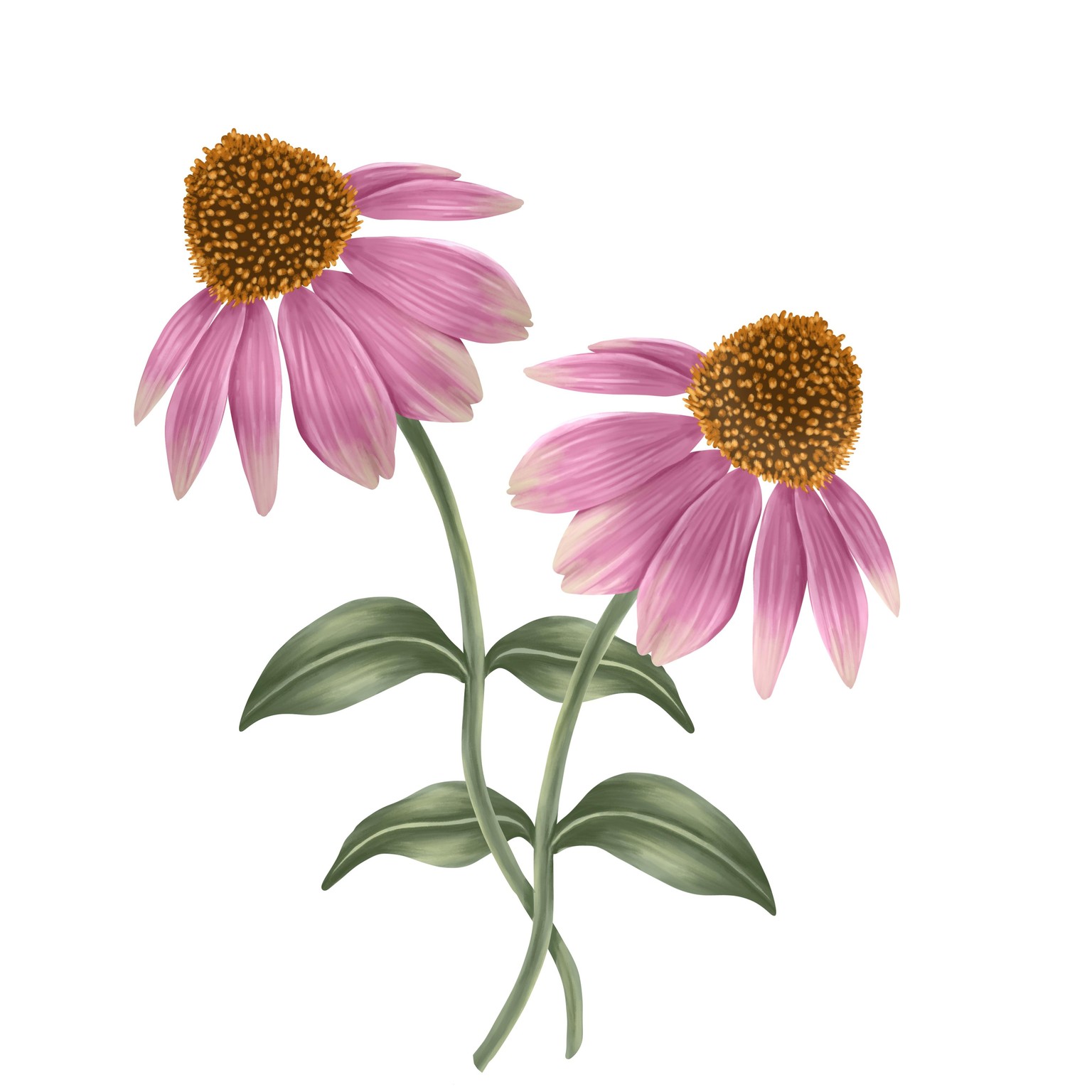 Coneflower - image 1 - student project
