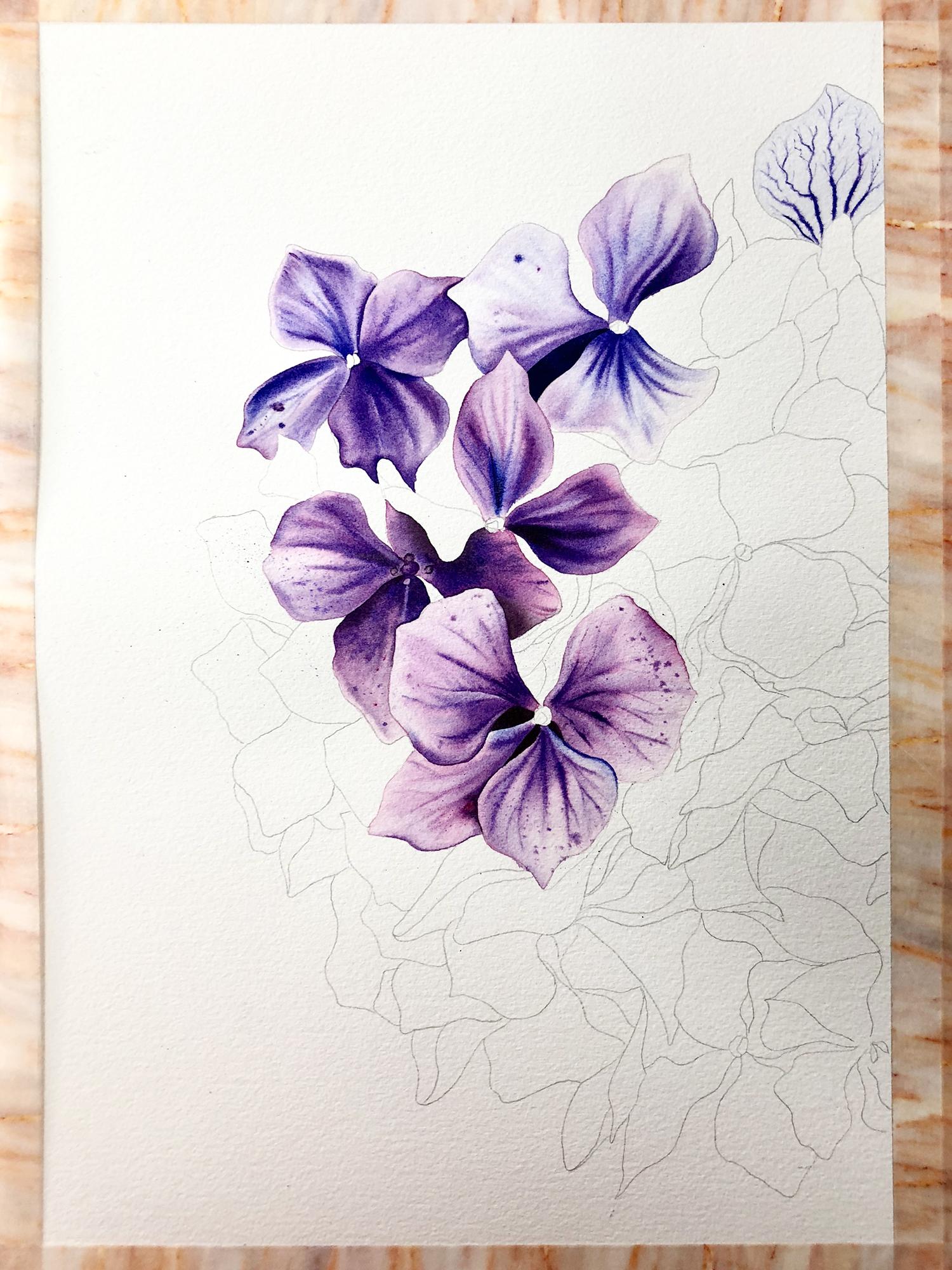 Watercolor Hydrangea - image 2 - student project