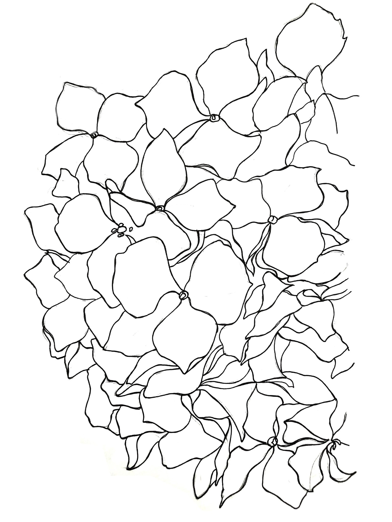 Watercolor Hydrangea - image 1 - student project