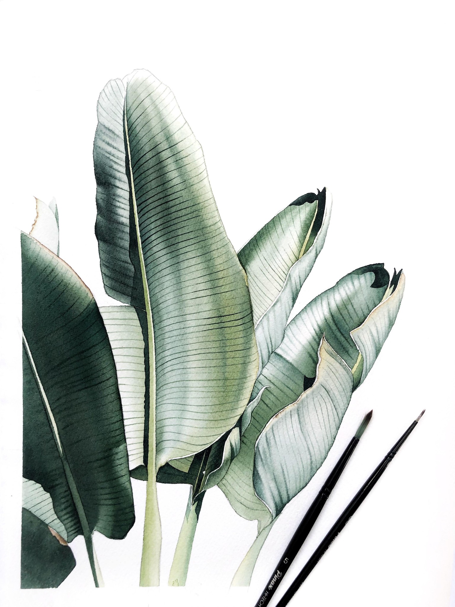 Giant of Paradise Watercolor Illustration - image 1 - student project