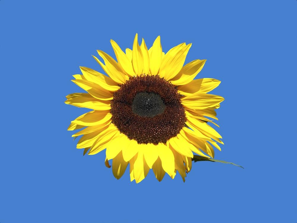 Sunflower - image 8 - student project