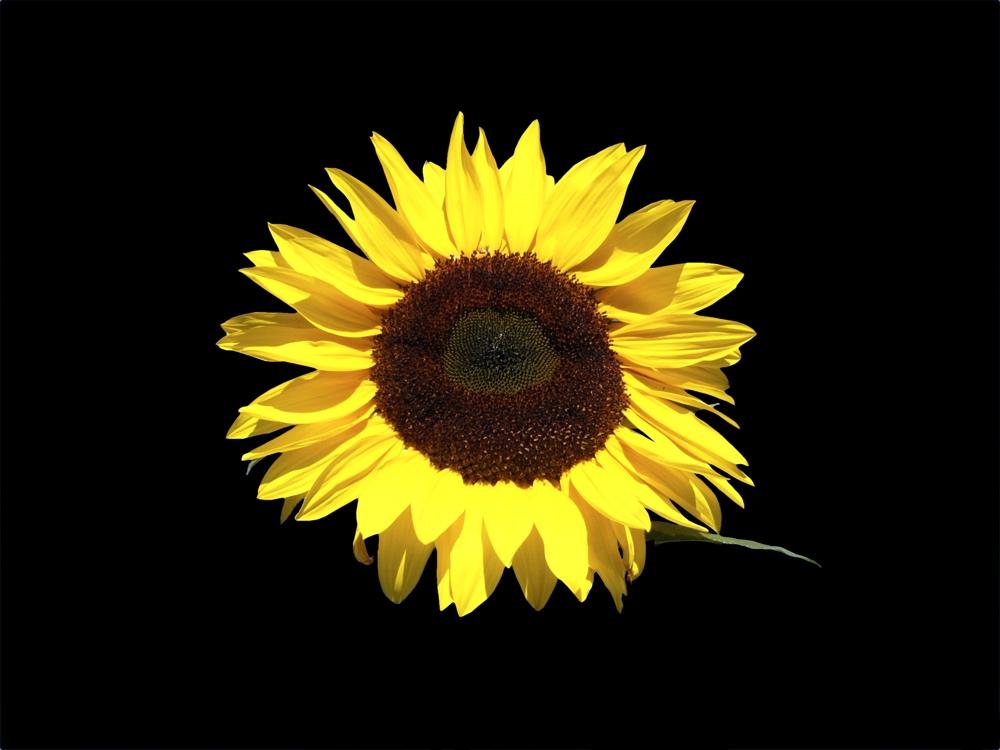 Sunflower - image 5 - student project