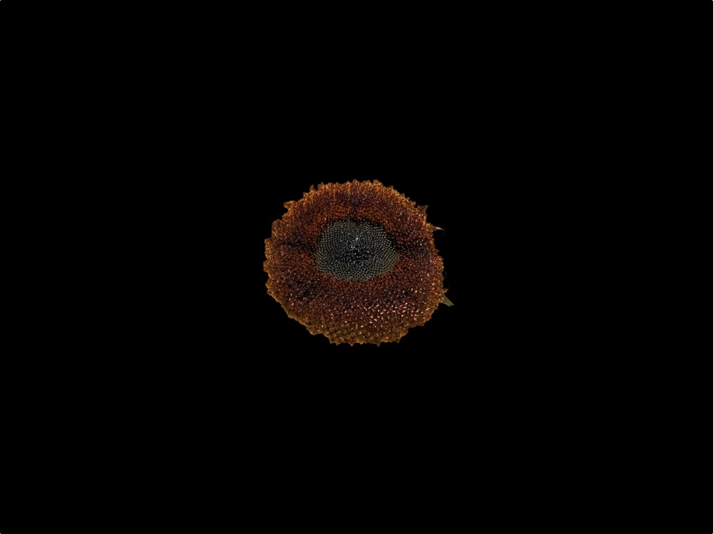 Sunflower - image 6 - student project