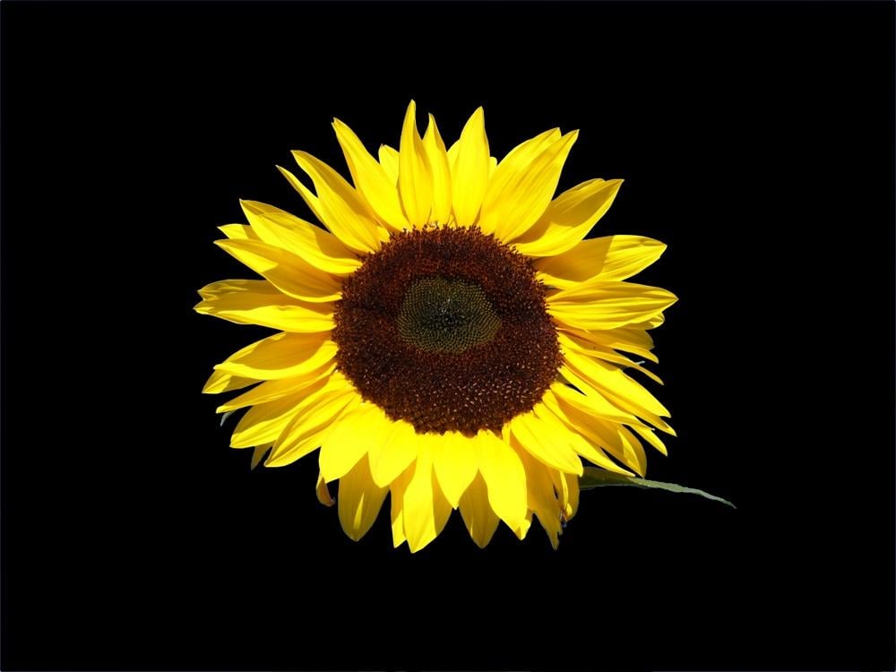 Sunflower - image 4 - student project