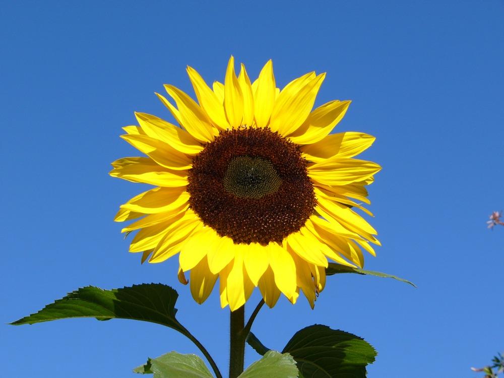 Sunflower - image 1 - student project