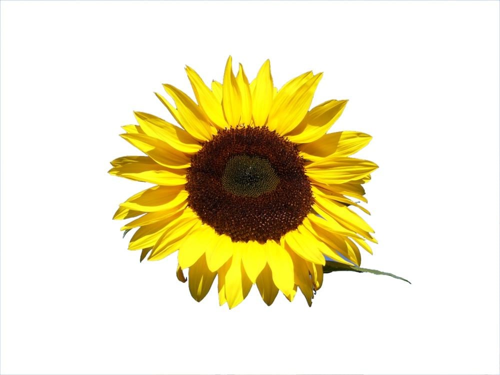 Sunflower - image 2 - student project