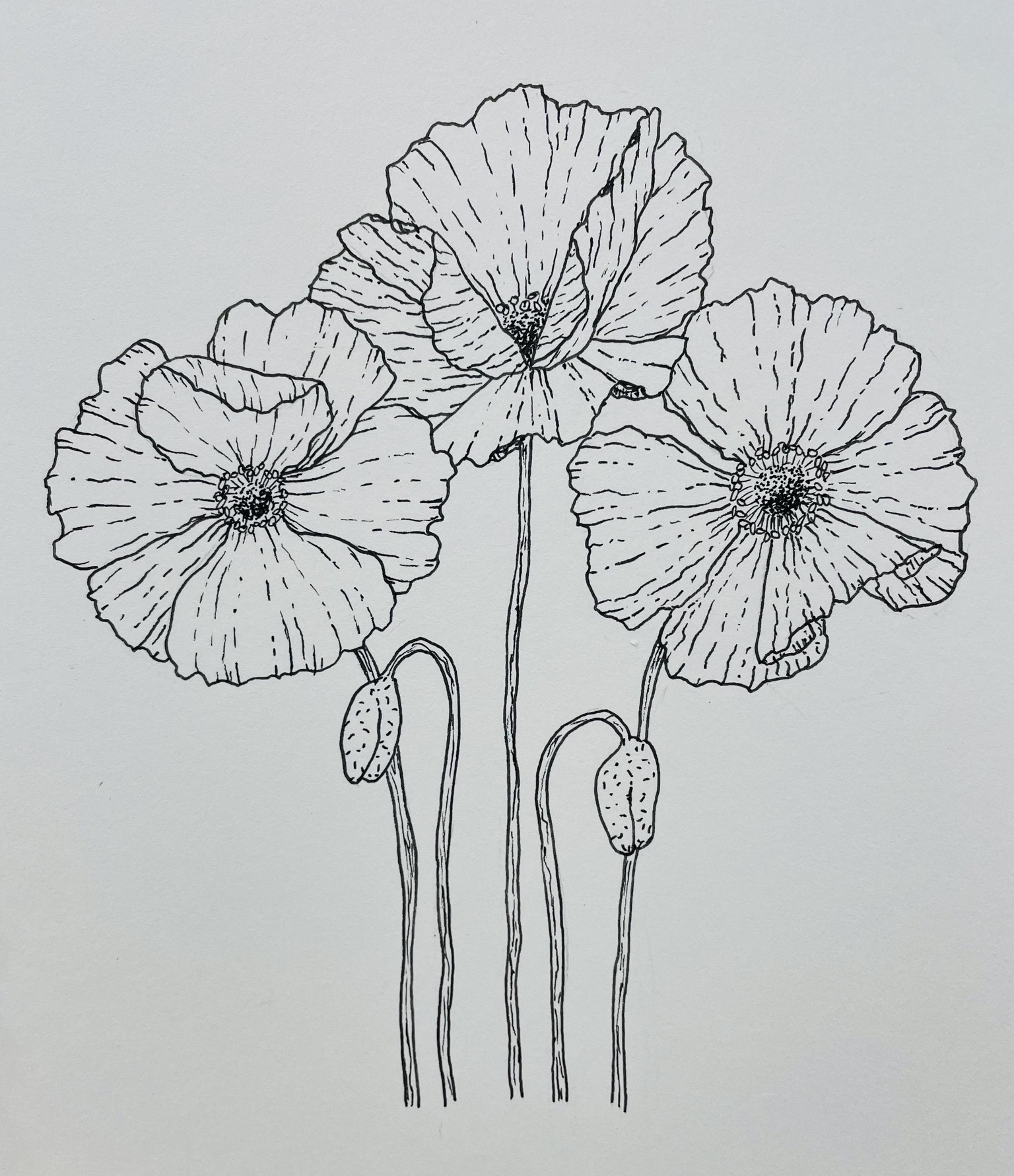 Poppy Drawing - image 1 - student project