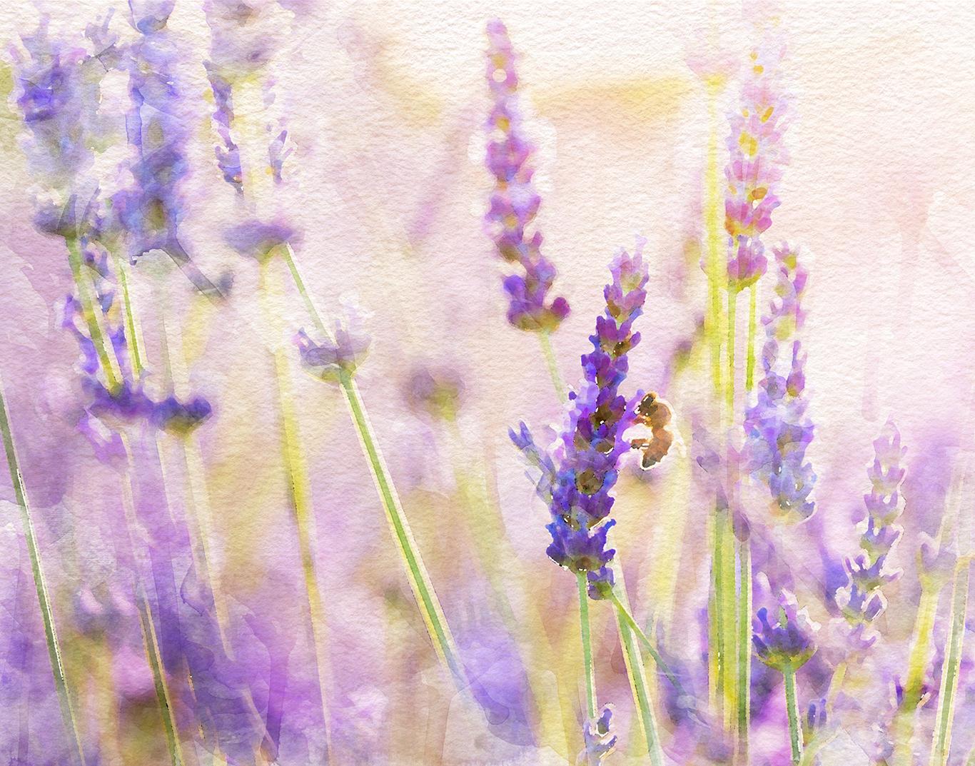 Lavender Buzz - image 2 - student project