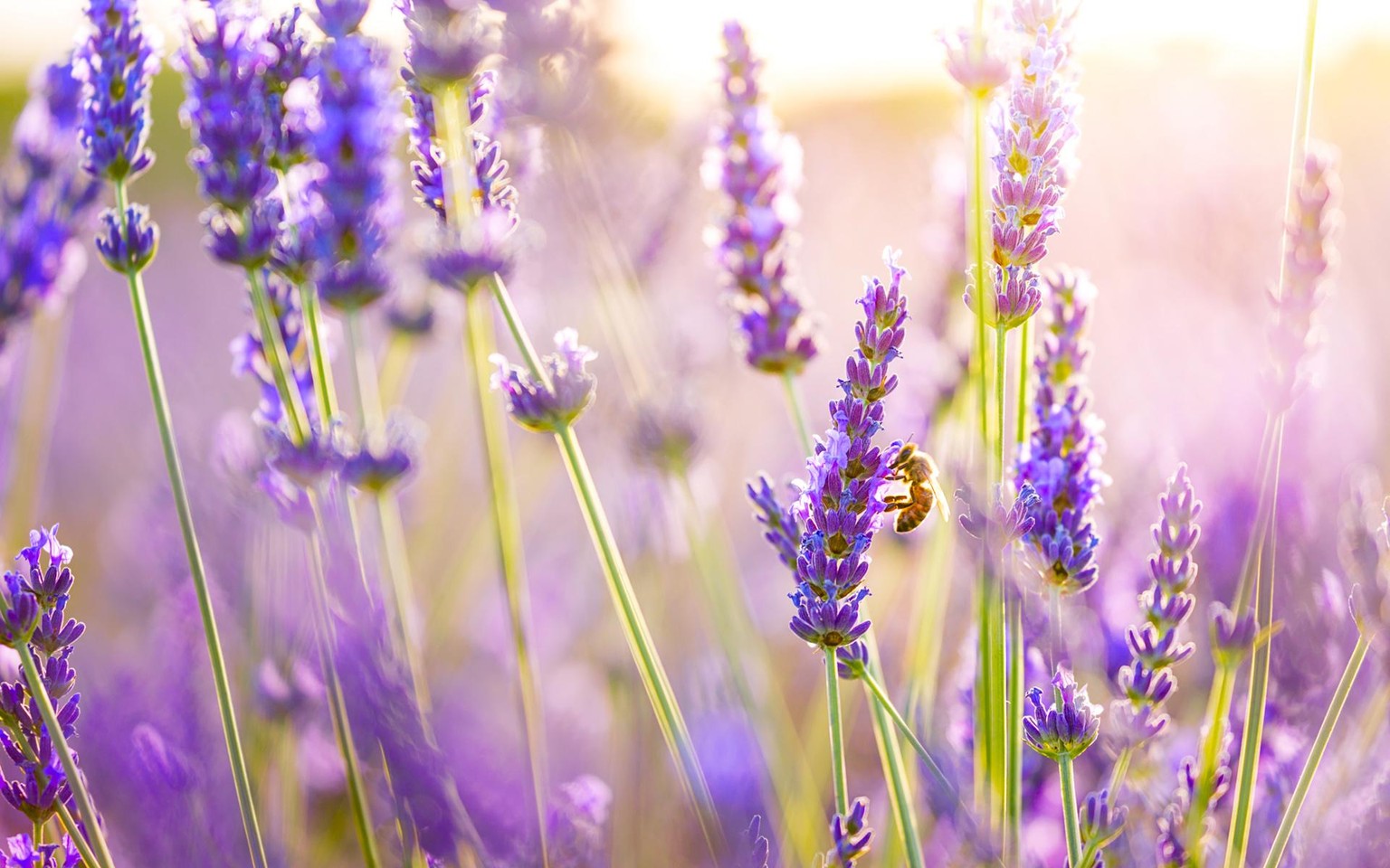 Lavender Buzz - image 1 - student project