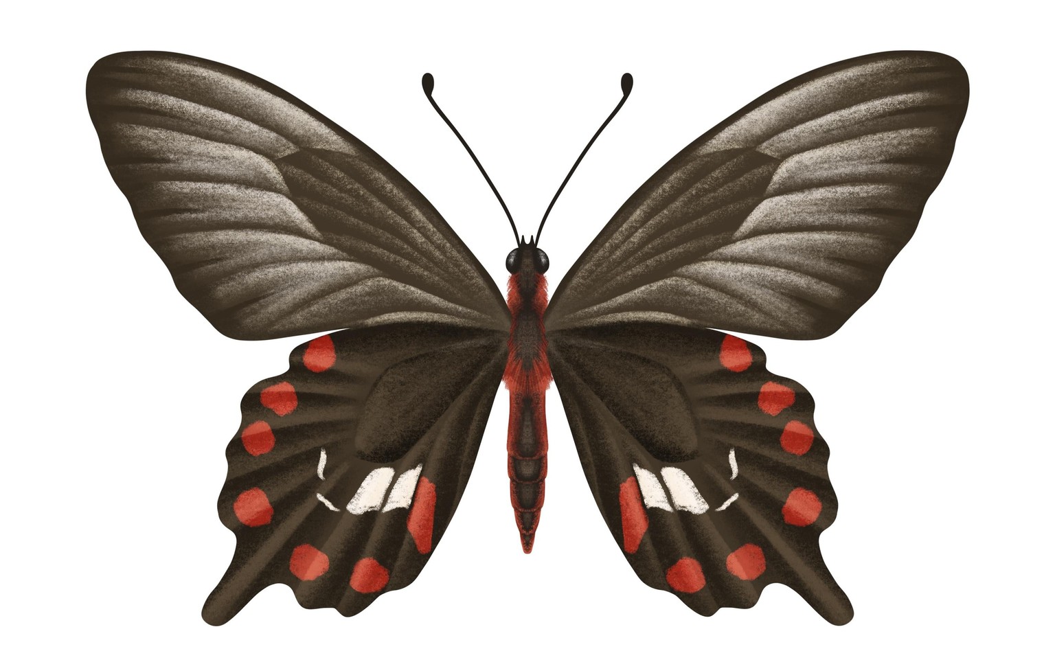 Illustrate Butterflies And 3 Ways To Animate In Procreate - image 4 - student project