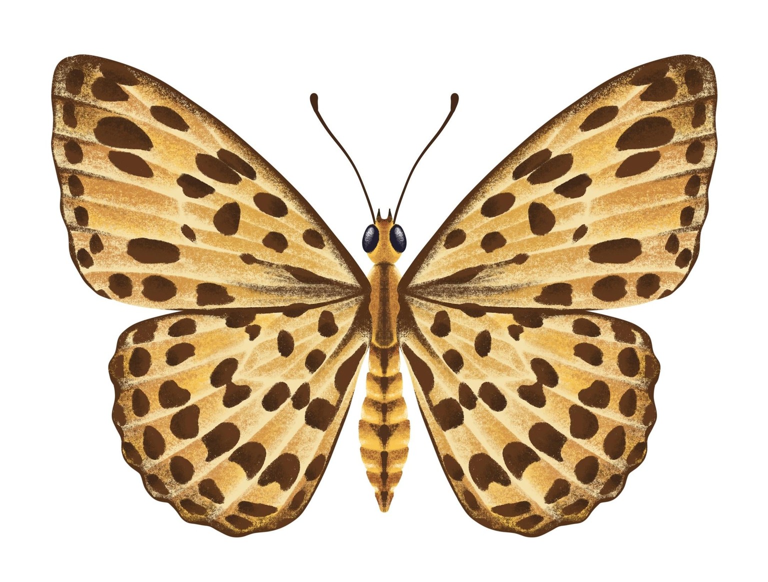 Illustrate Butterflies And 3 Ways To Animate In Procreate - image 7 - student project