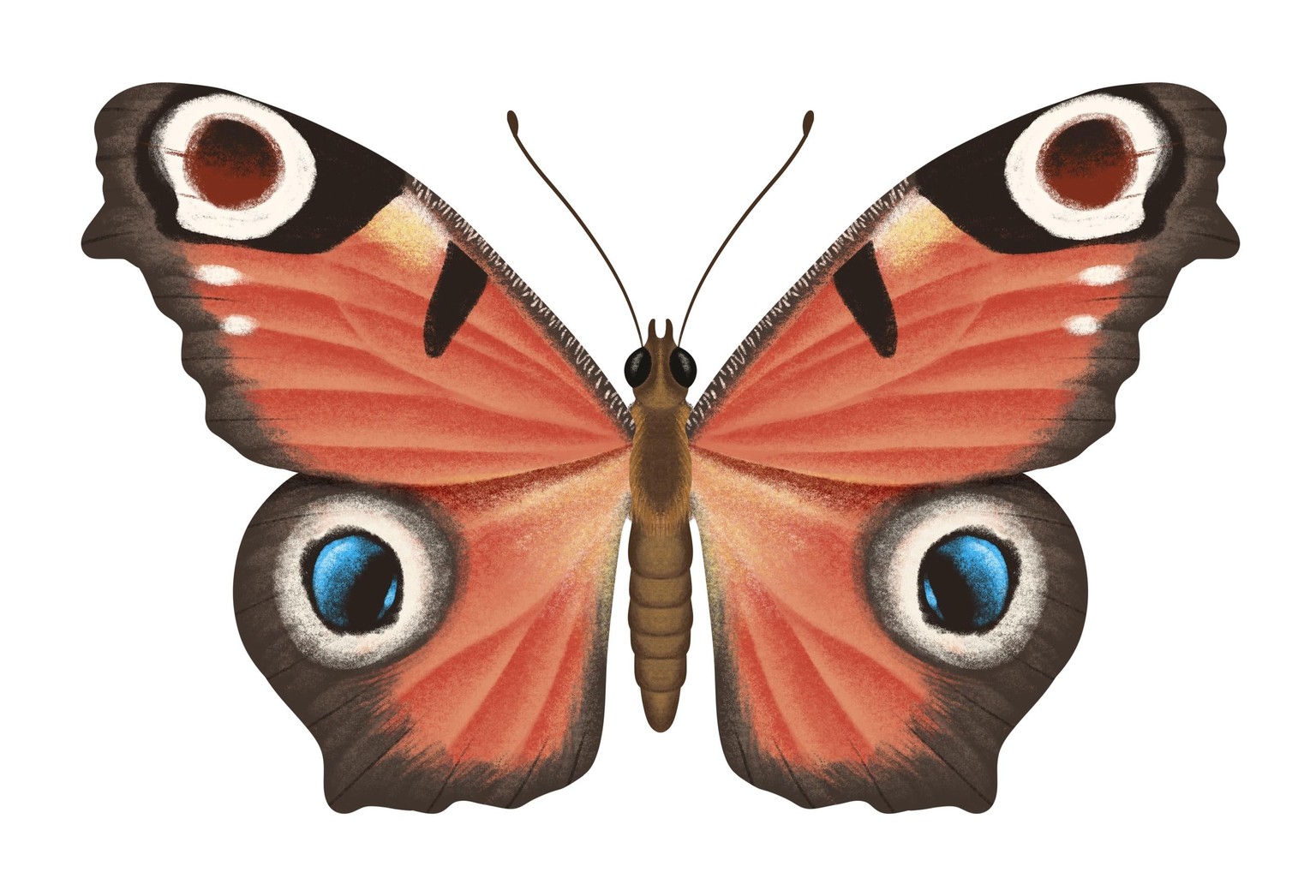 Illustrate Butterflies And 3 Ways To Animate In Procreate - image 3 - student project