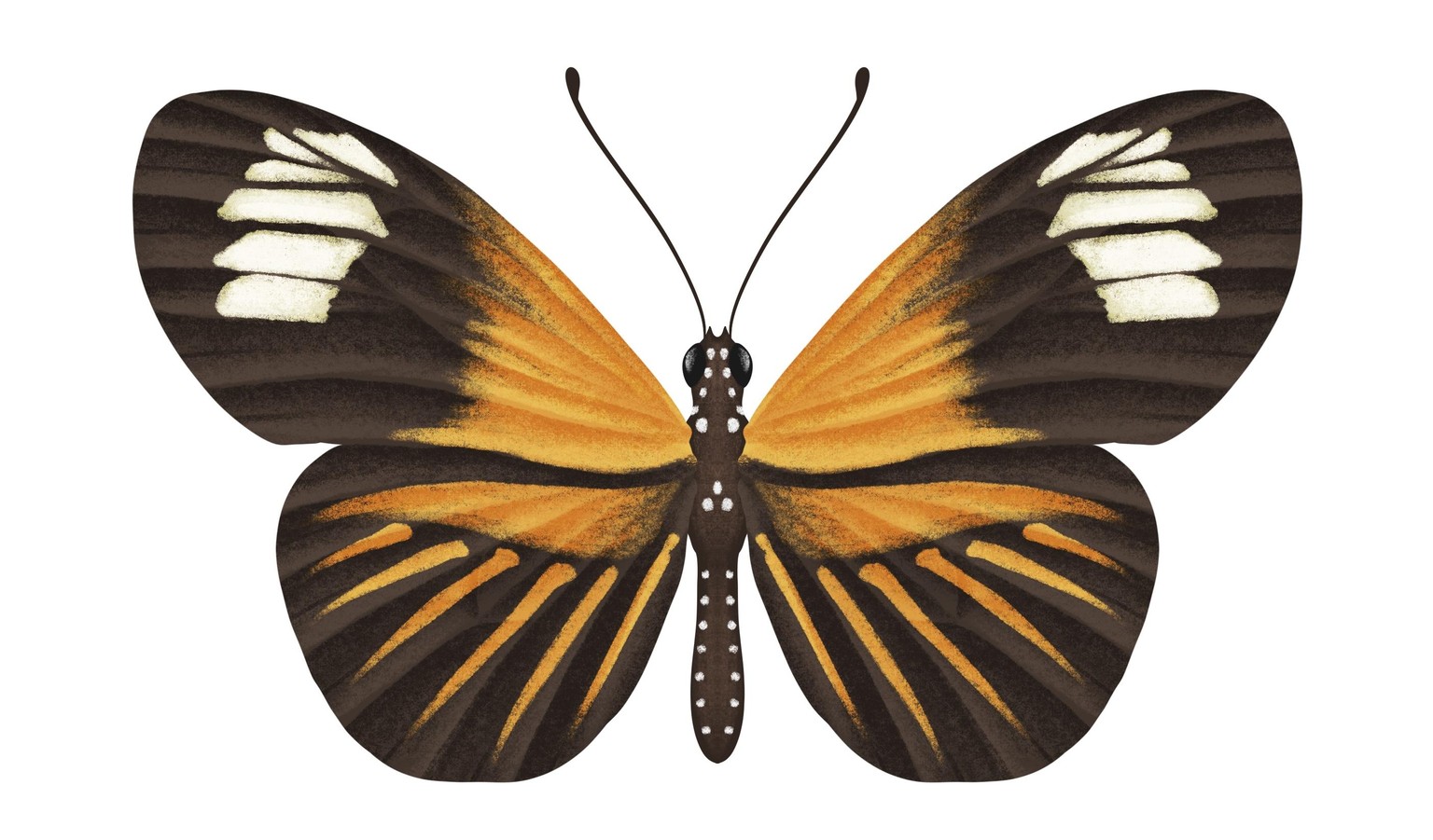 Illustrate Butterflies And 3 Ways To Animate In Procreate - image 5 - student project
