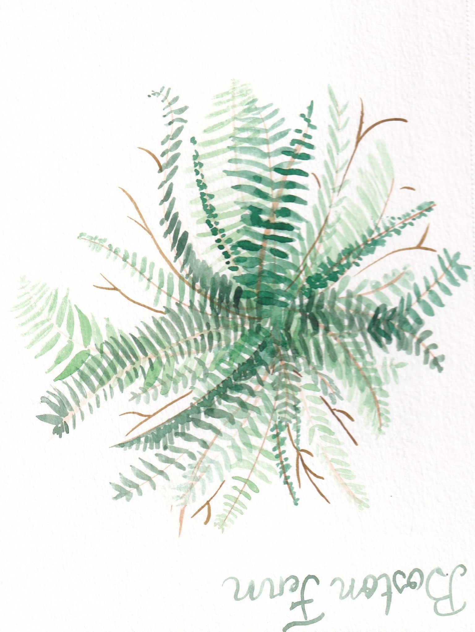 First Fern - image 1 - student project
