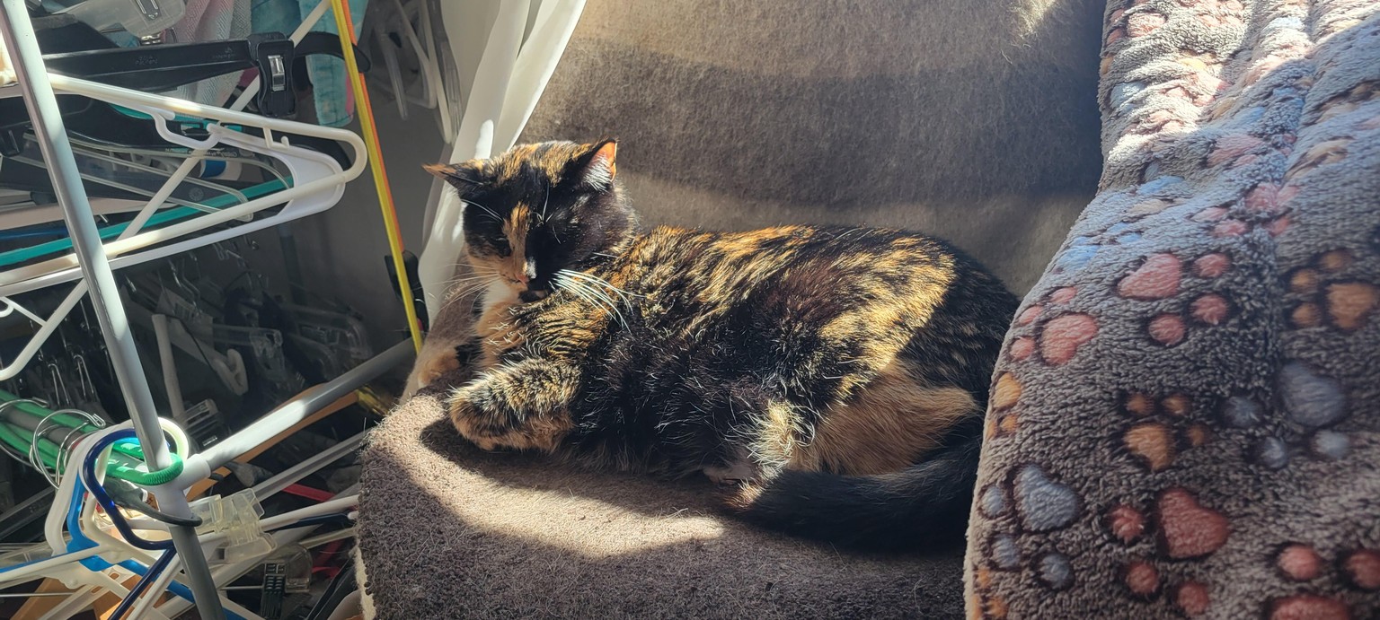 sisters cat - image 1 - student project