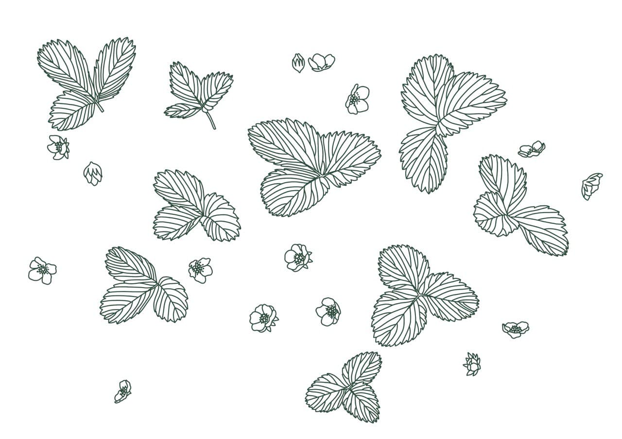Wild strawberry - image 2 - student project