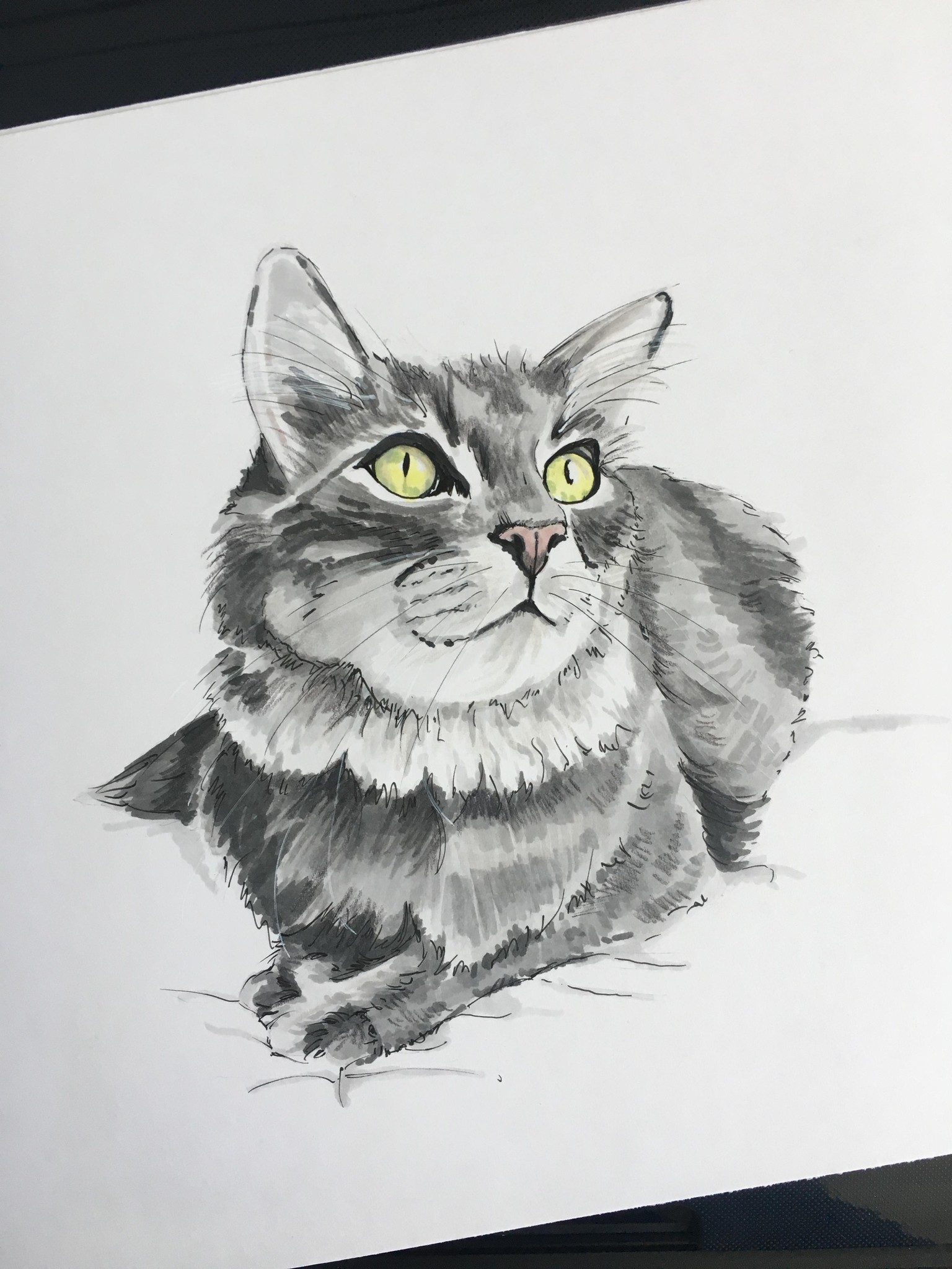 Grey Cat - image 1 - student project