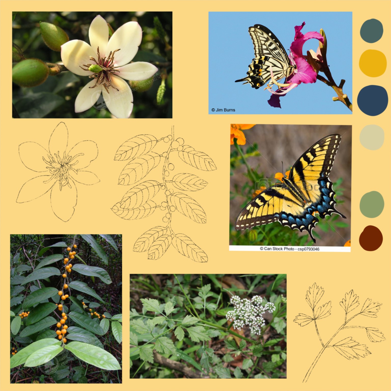 Butterflies - image 1 - student project