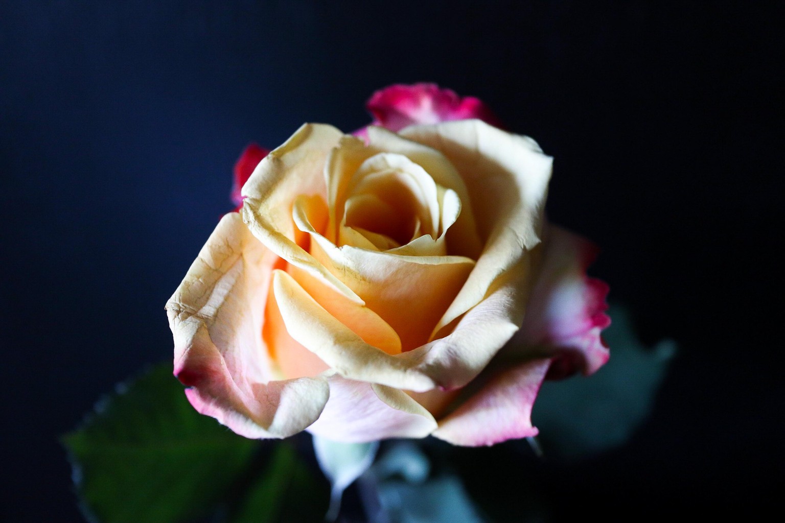 Roses and Baby's - image 4 - student project