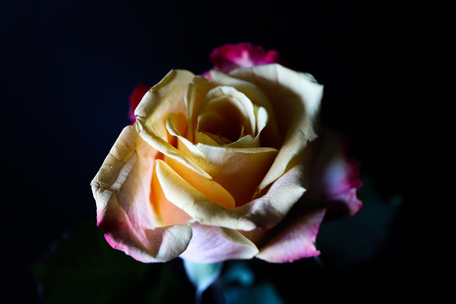 Roses and Baby's - image 3 - student project