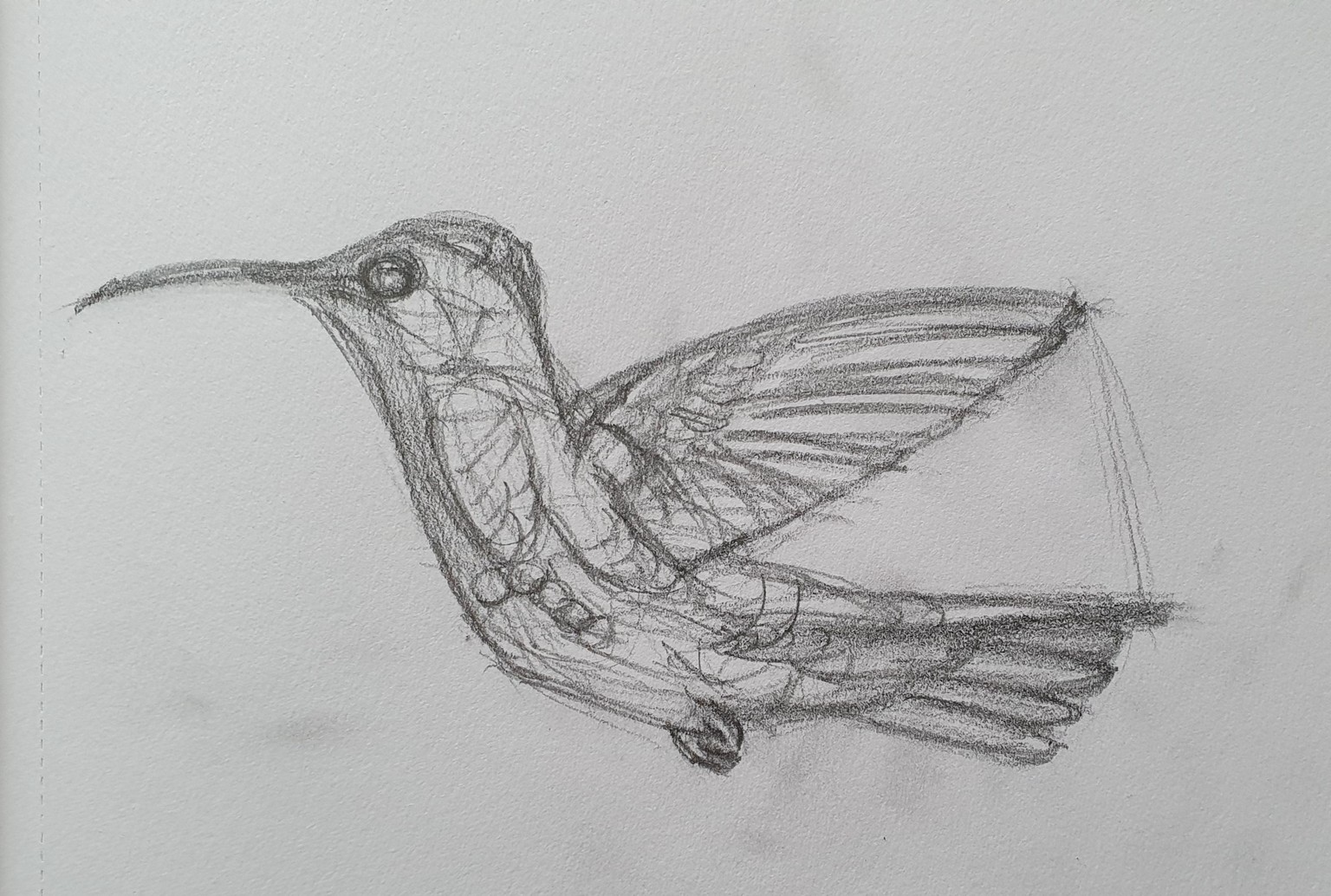 Humming bird style - image 1 - student project