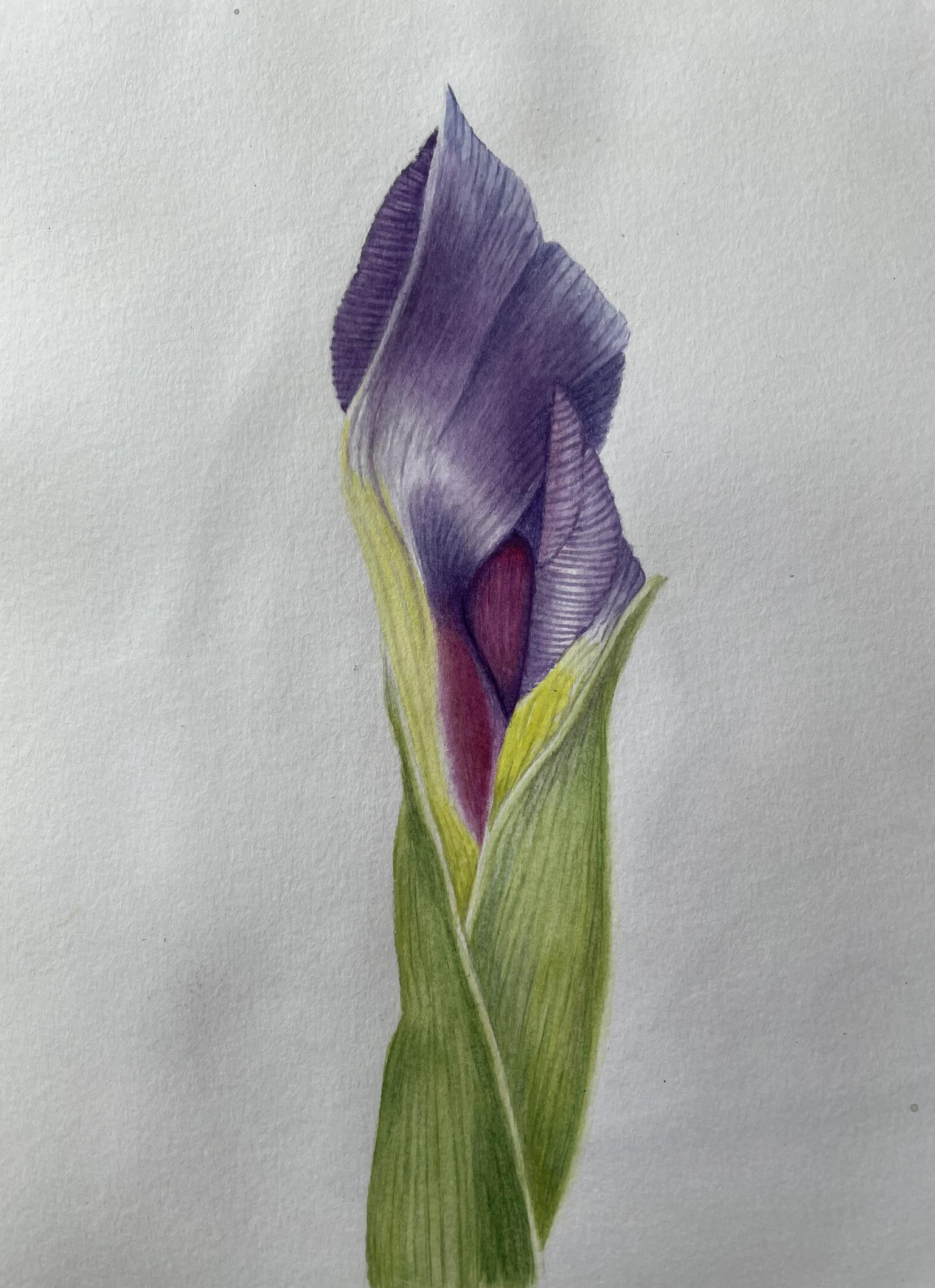 Iris bud - image 1 - student project