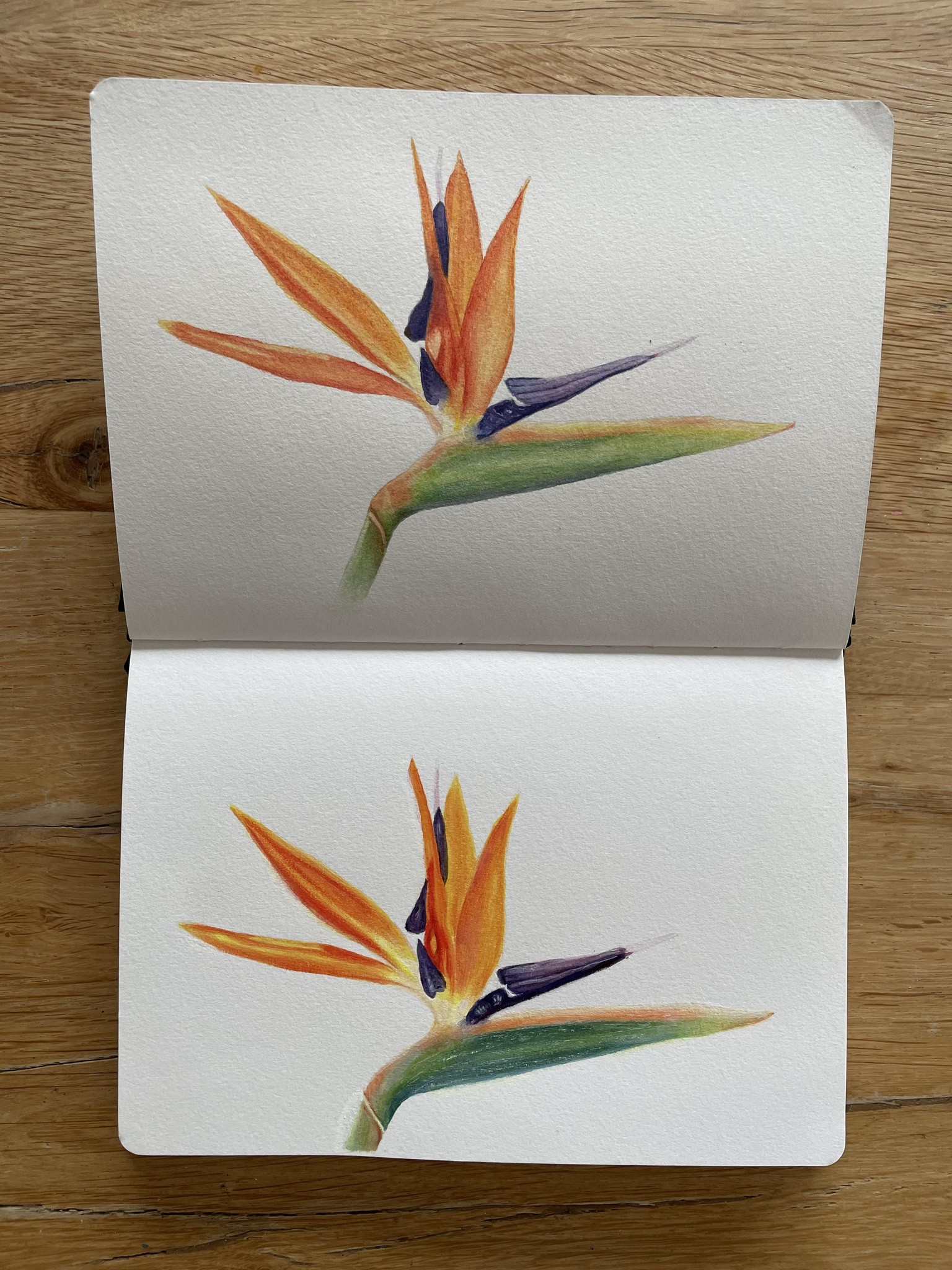 Bird of paradise: watercolor vs. acrylic paint - image 1 - student project