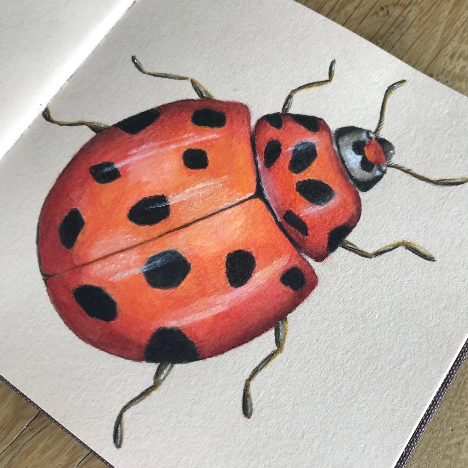 Ladybug with watercolour pencils - image 1 - student project