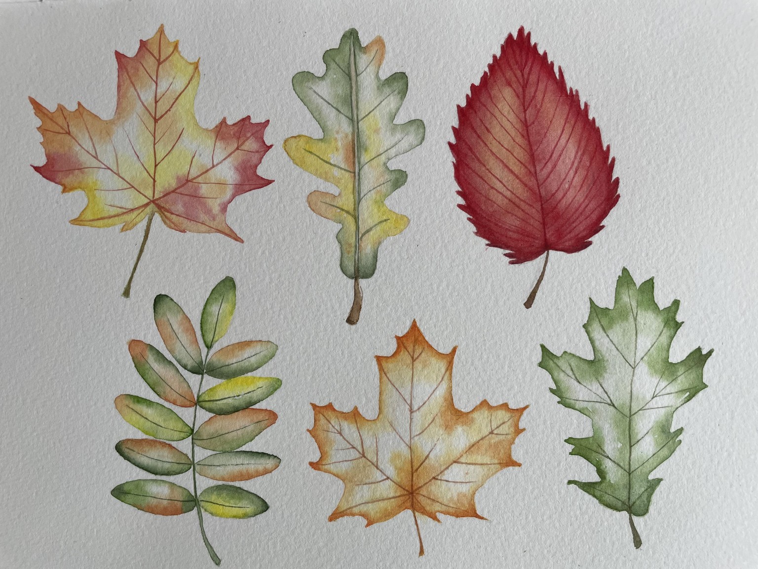 Watercolour autumn leaves - image 1 - student project