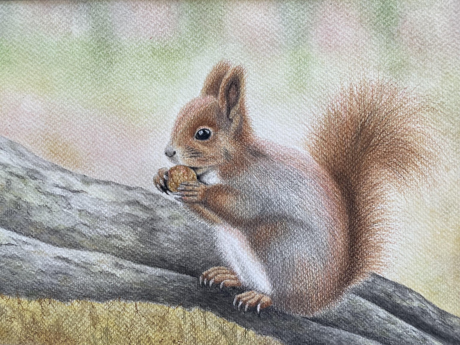 Squirrel with watercolour pencils - image 1 - student project