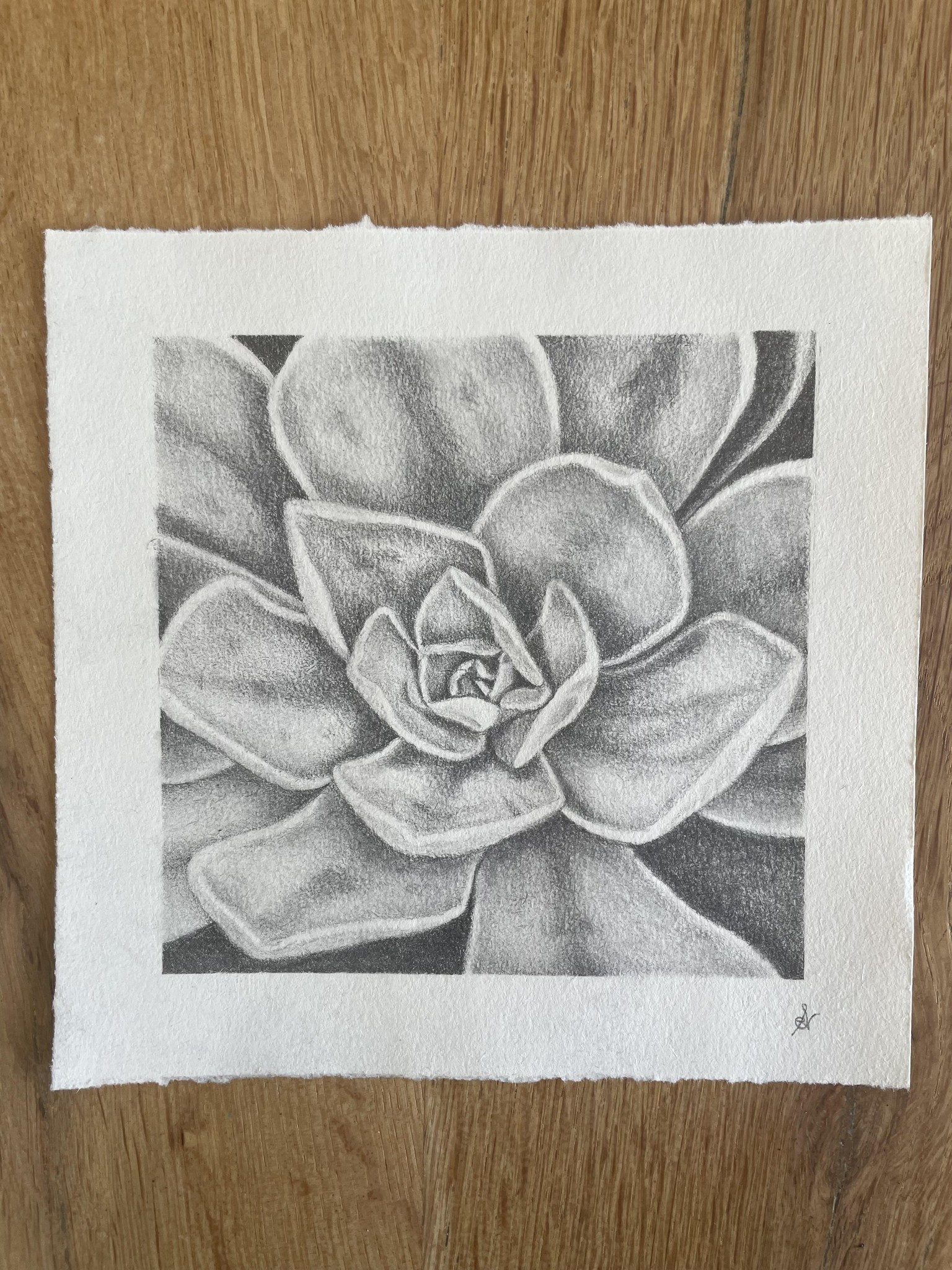 Succulent - shading with graphite pencils - image 1 - student project