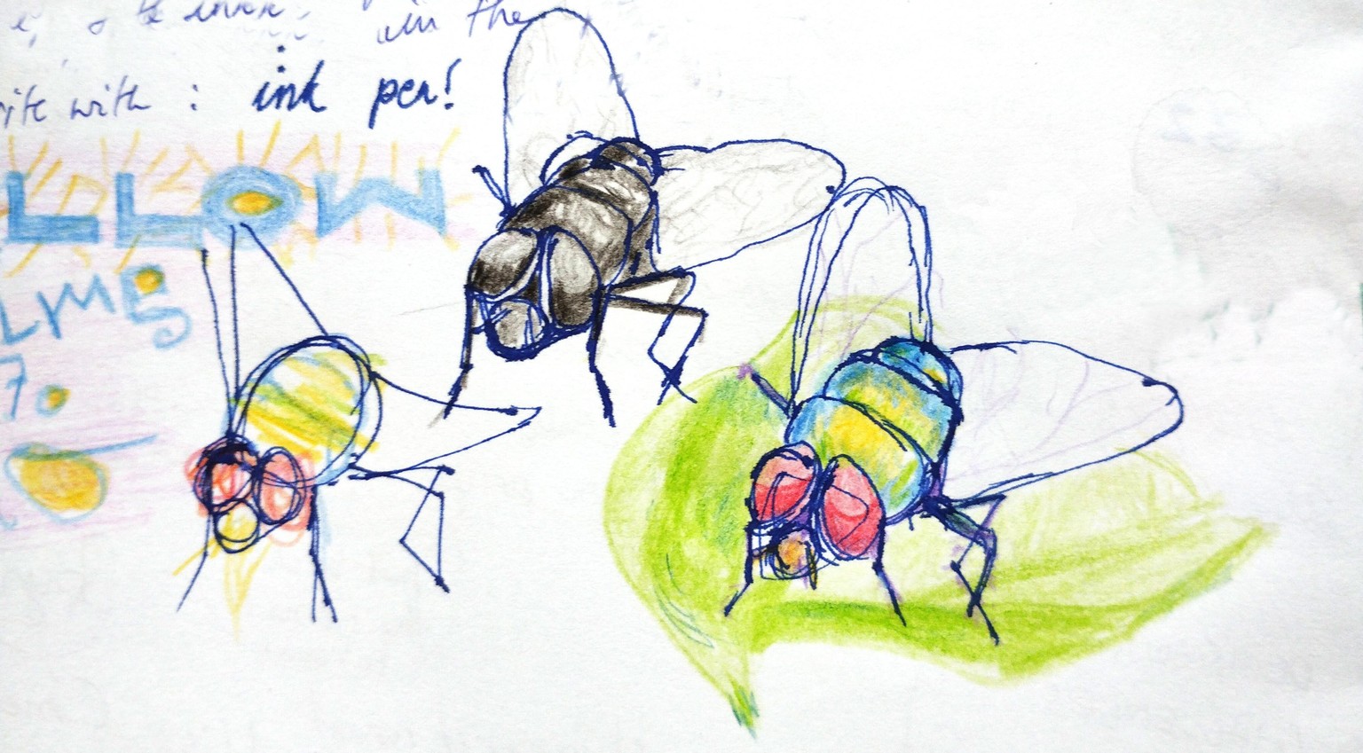 Cleaning up flies! - image 2 - student project