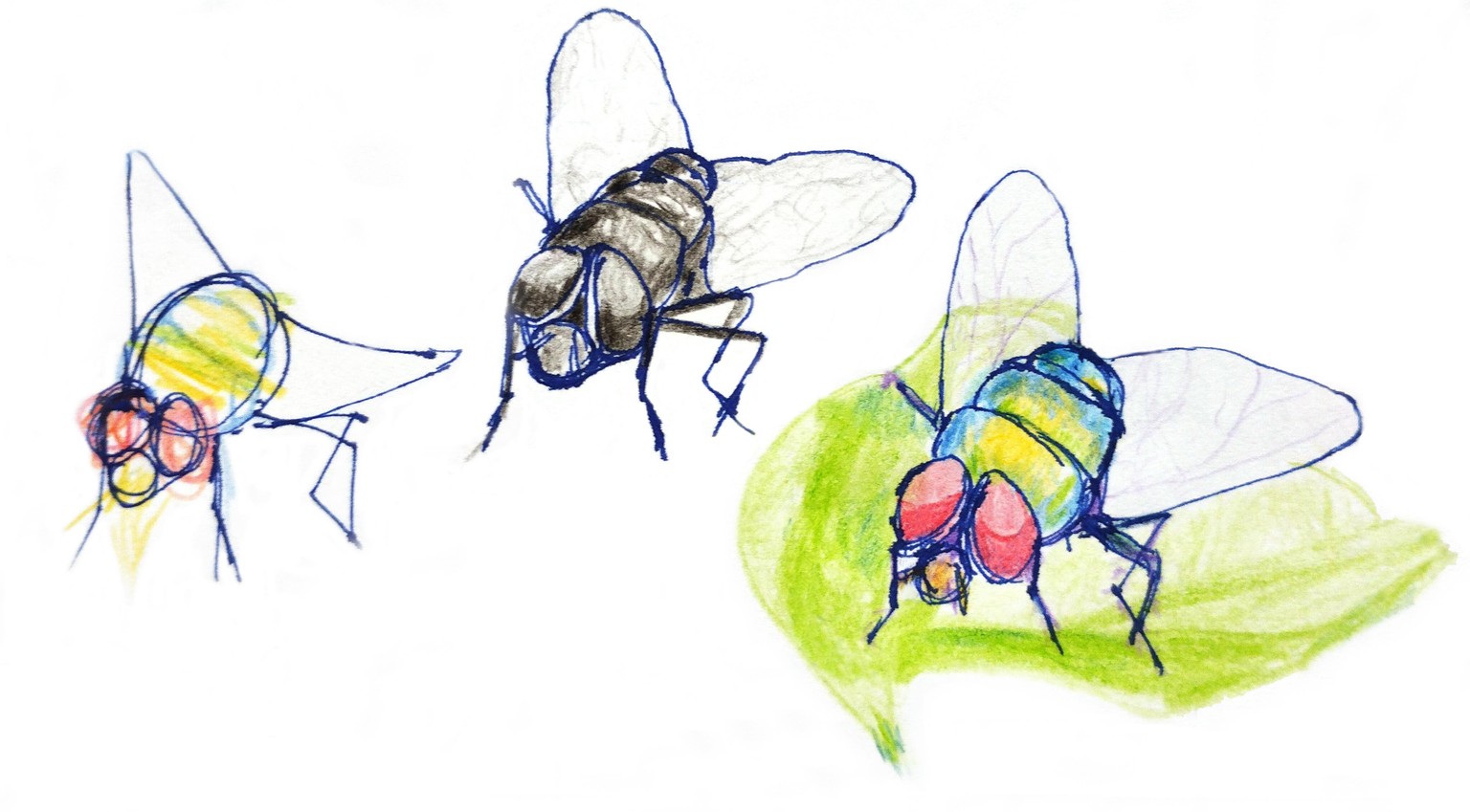 Cleaning up flies! - image 4 - student project