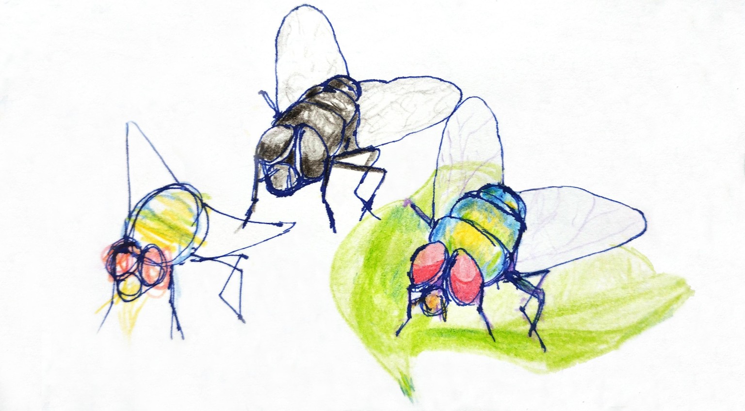 Cleaning up flies! - image 3 - student project