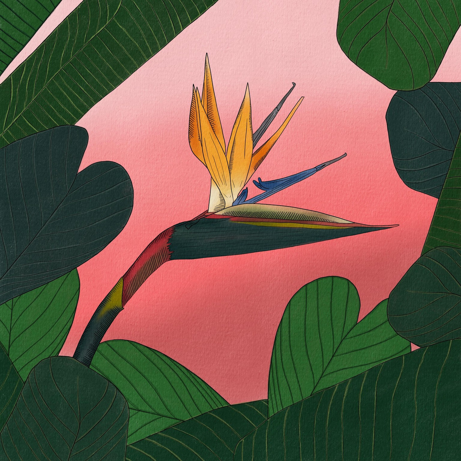 Birds of Paradise - image 1 - student project