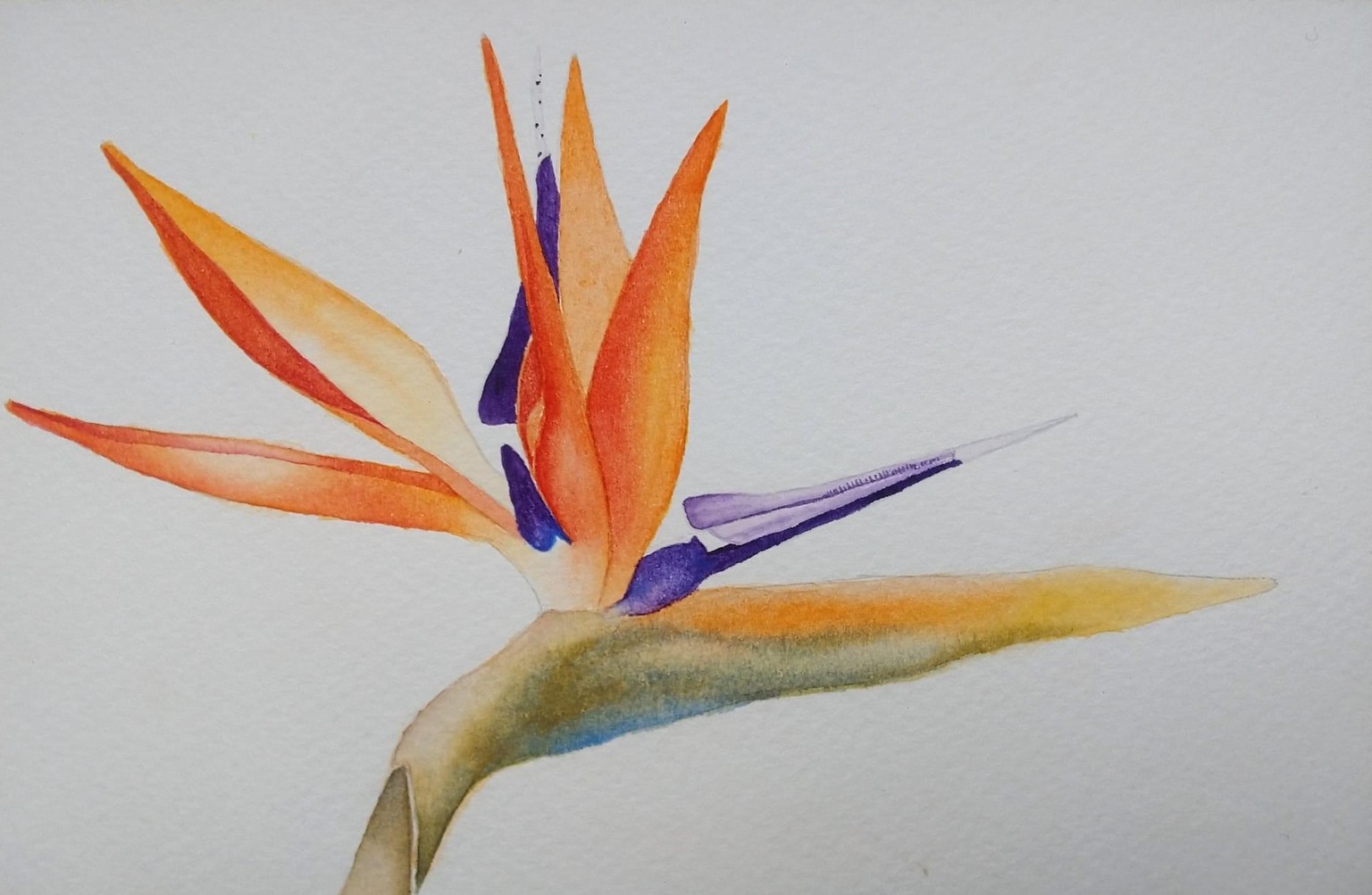 Strelitzia Flower - image 1 - student project