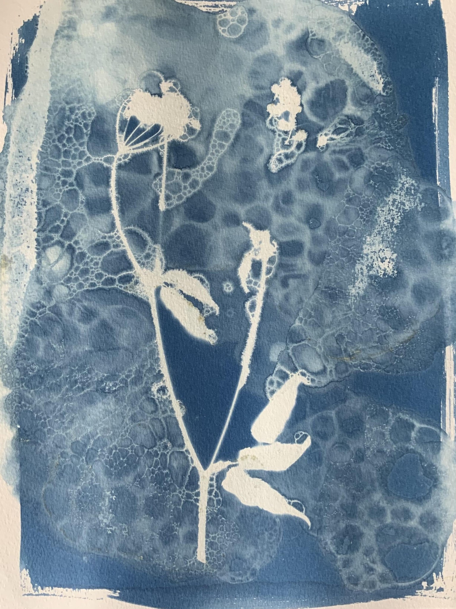 Wet cyanotype - image 5 - student project