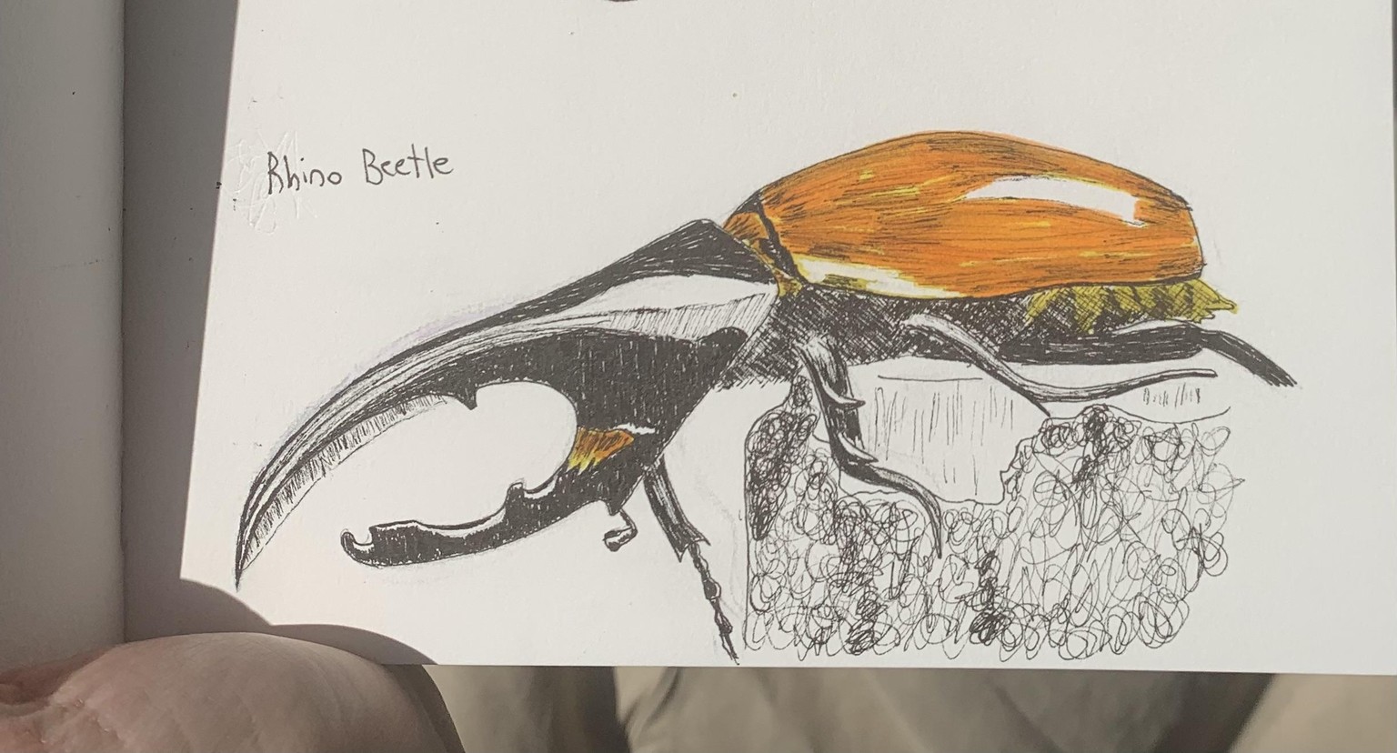 Emerald Tip beetle - image 1 - student project