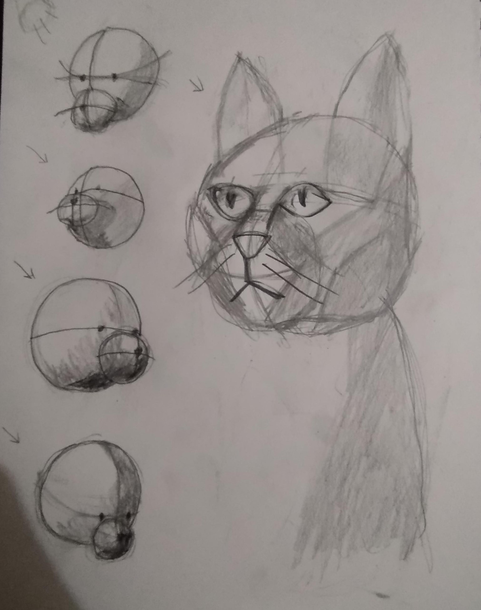 Meow - image 1 - student project