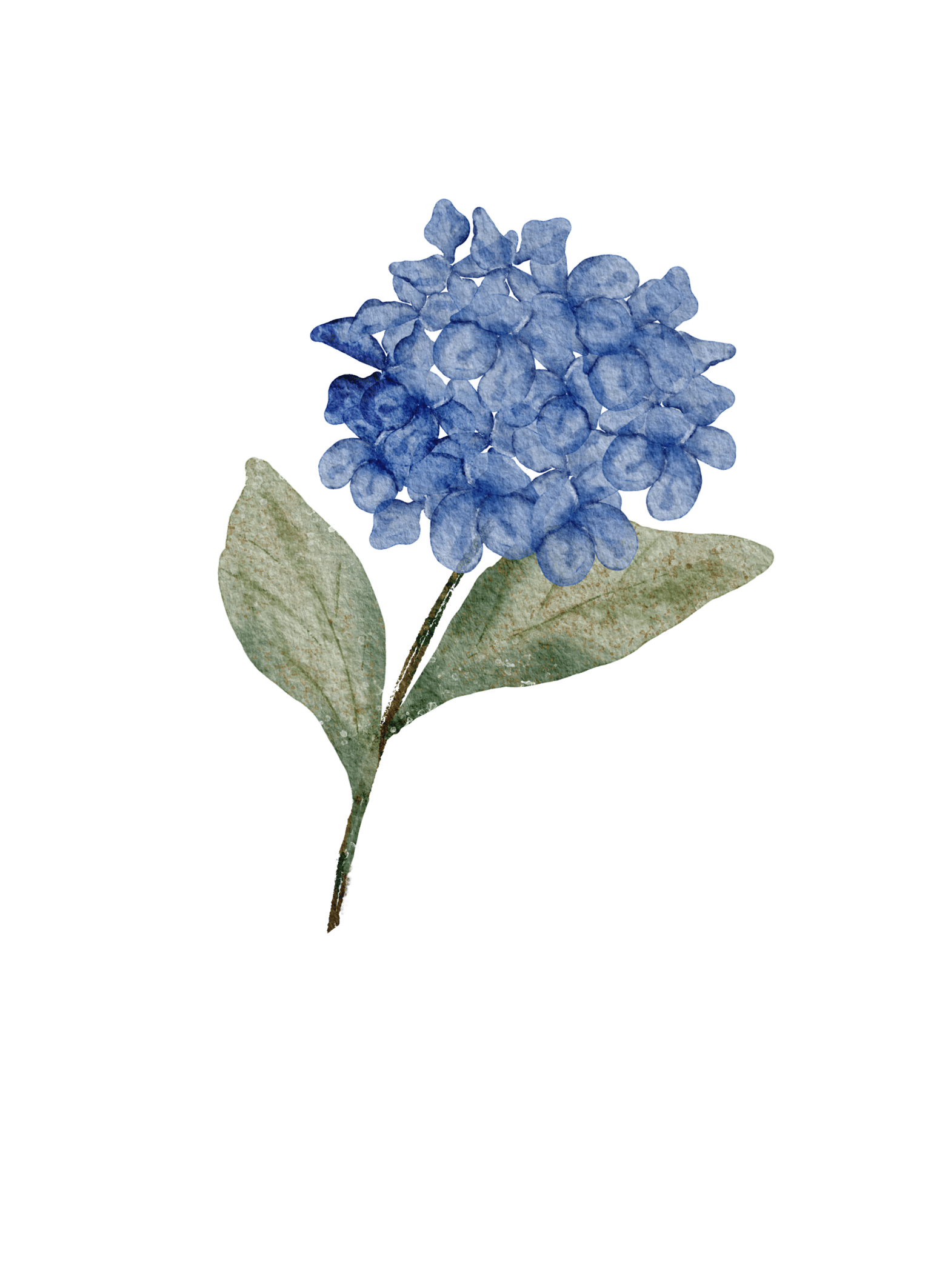 Watercolour florals - image 1 - student project