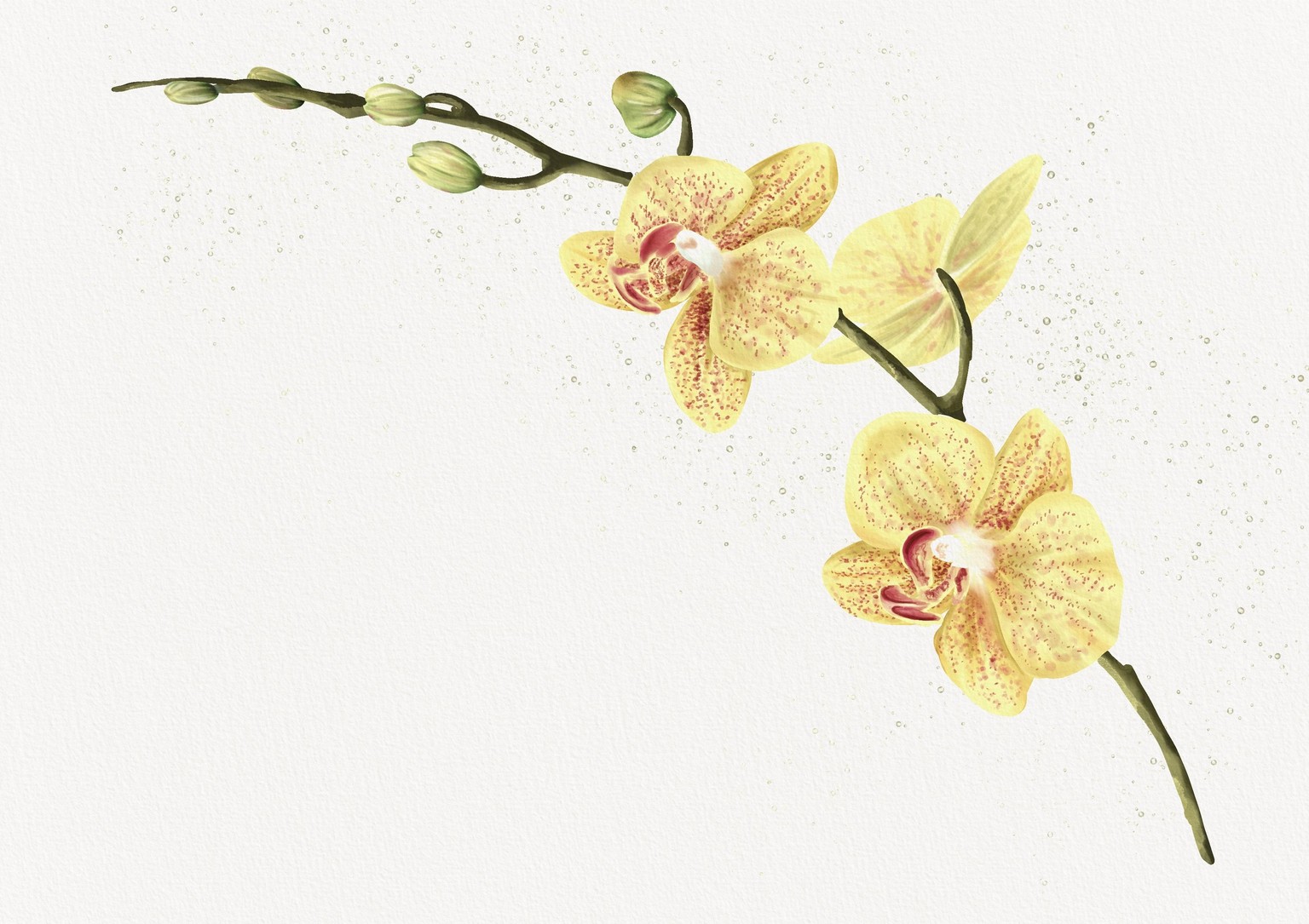 Orchid watercolour - image 1 - student project