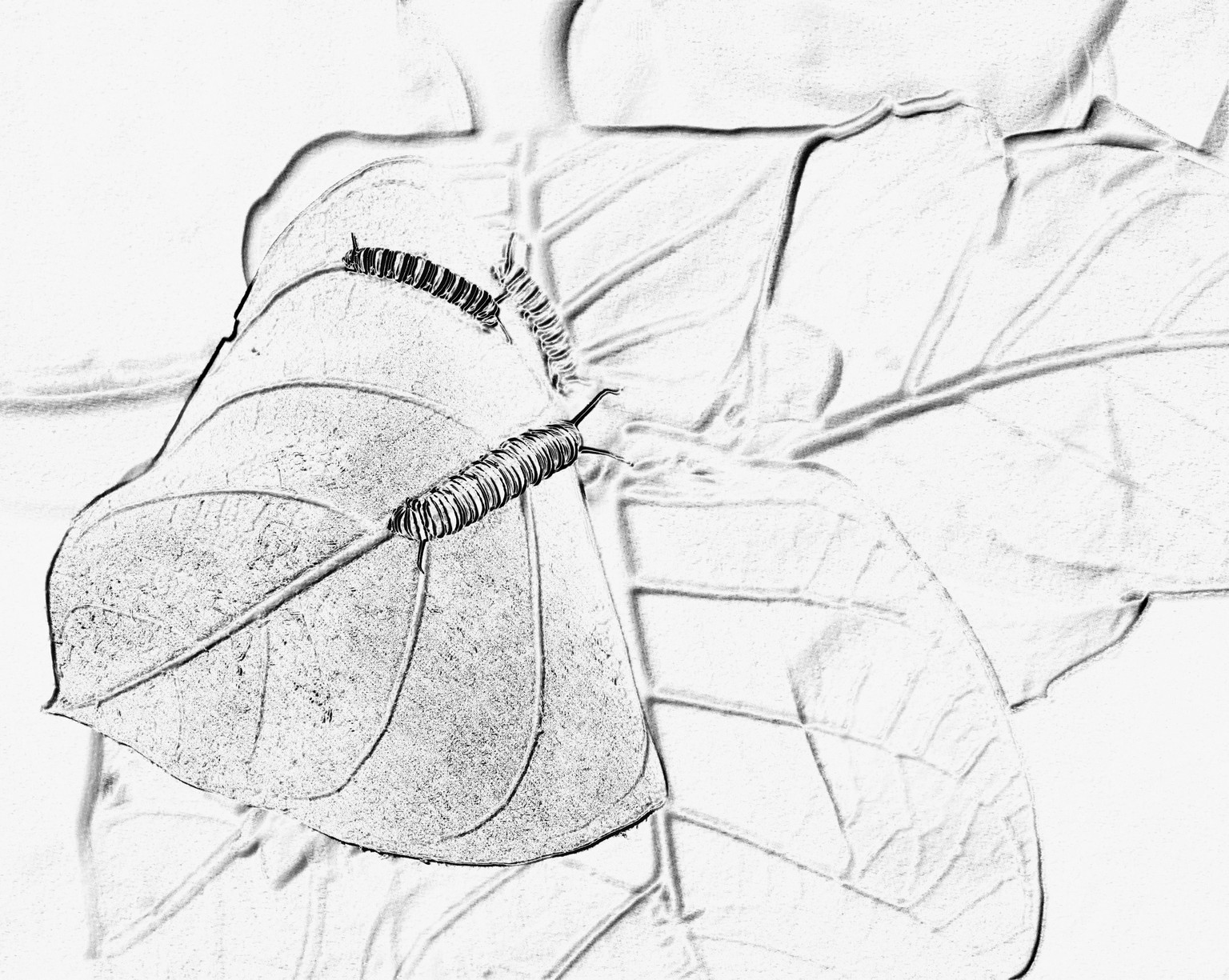B&W-Photoshop Projects - image 1 - student project