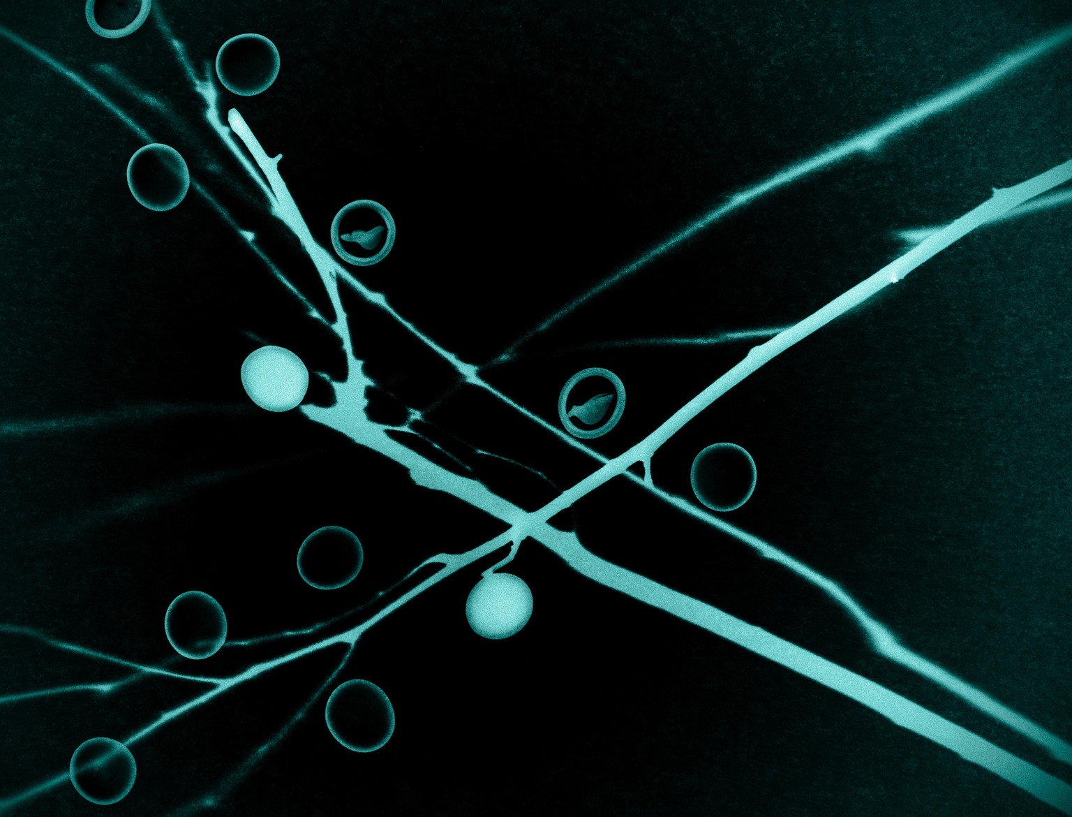 Photograms - image 2 - student project